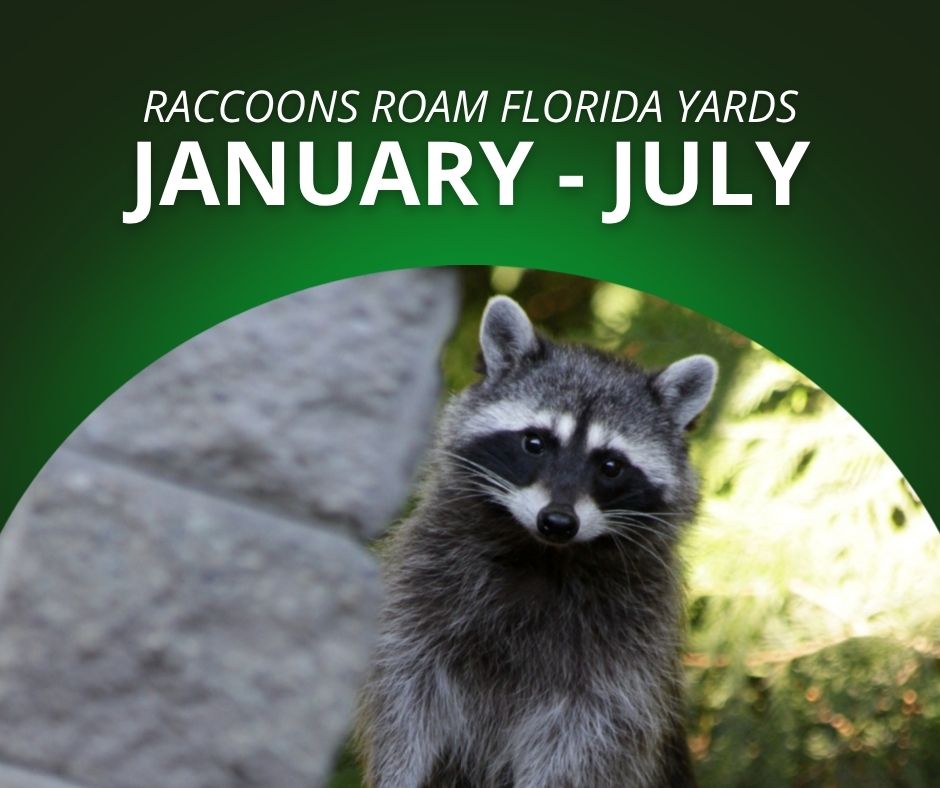 Graphic titled "Raccoons Roam Florida Yards January - July" featuring a photo of a raccoon looking directly forward.