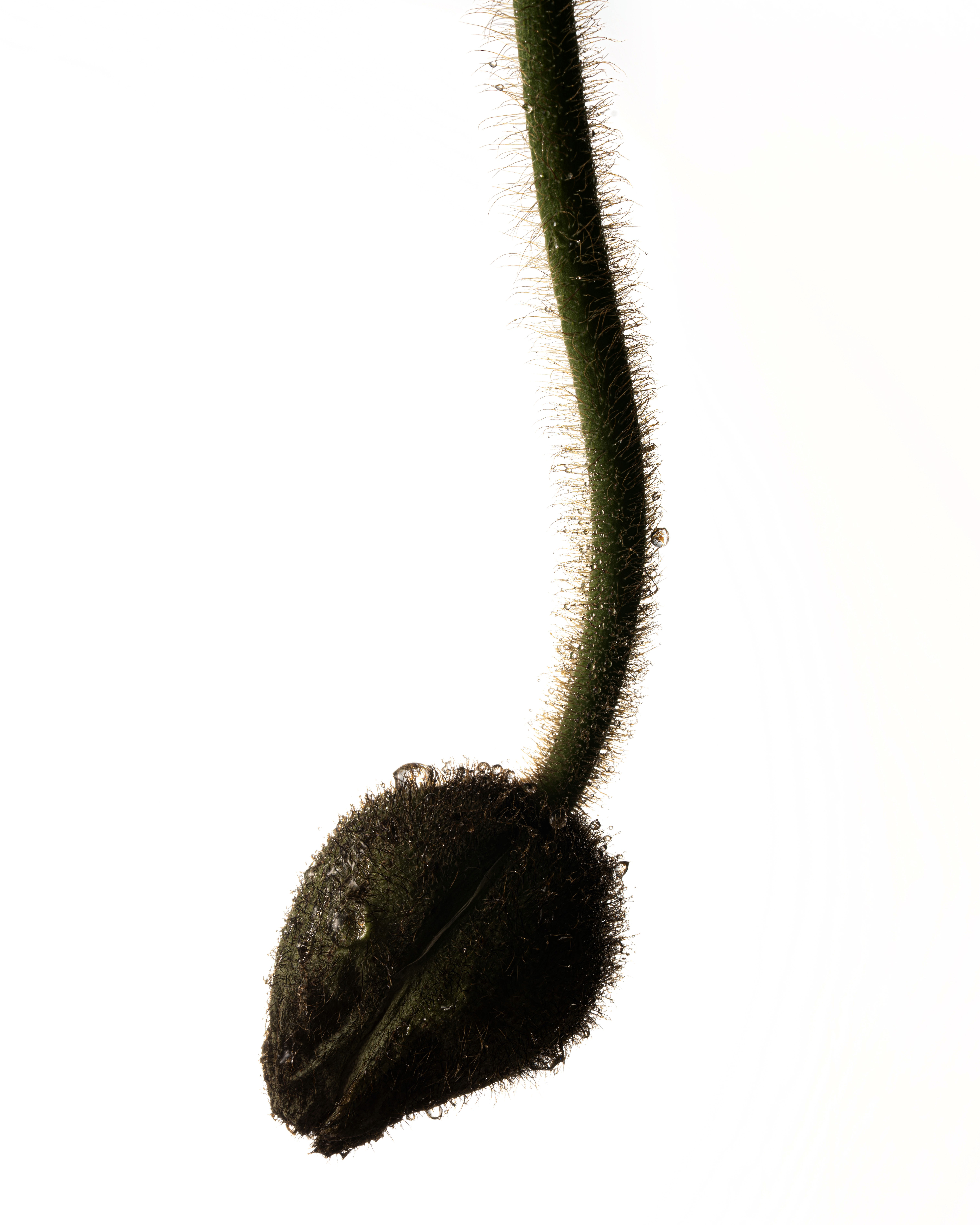 Fleur, Ortie, Photo de studio, Noir et blanc, pierretmae