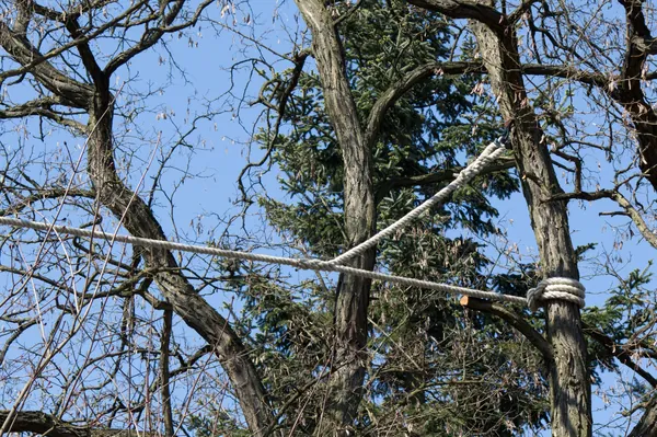 cabling a tree