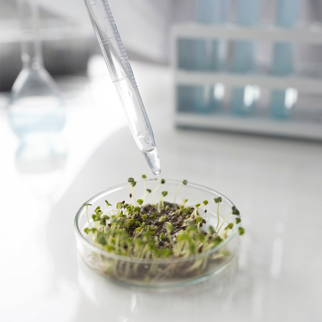 A pipette drips water onto seedlings in a Petri dish, set in a lab environment.