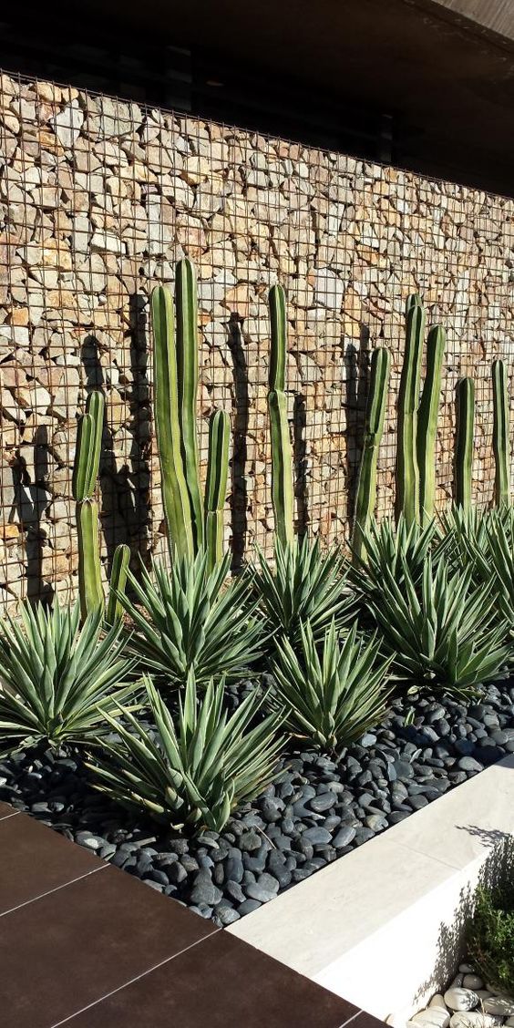 Gabion wall of stacked stone behind agaves and a pebble garden bed