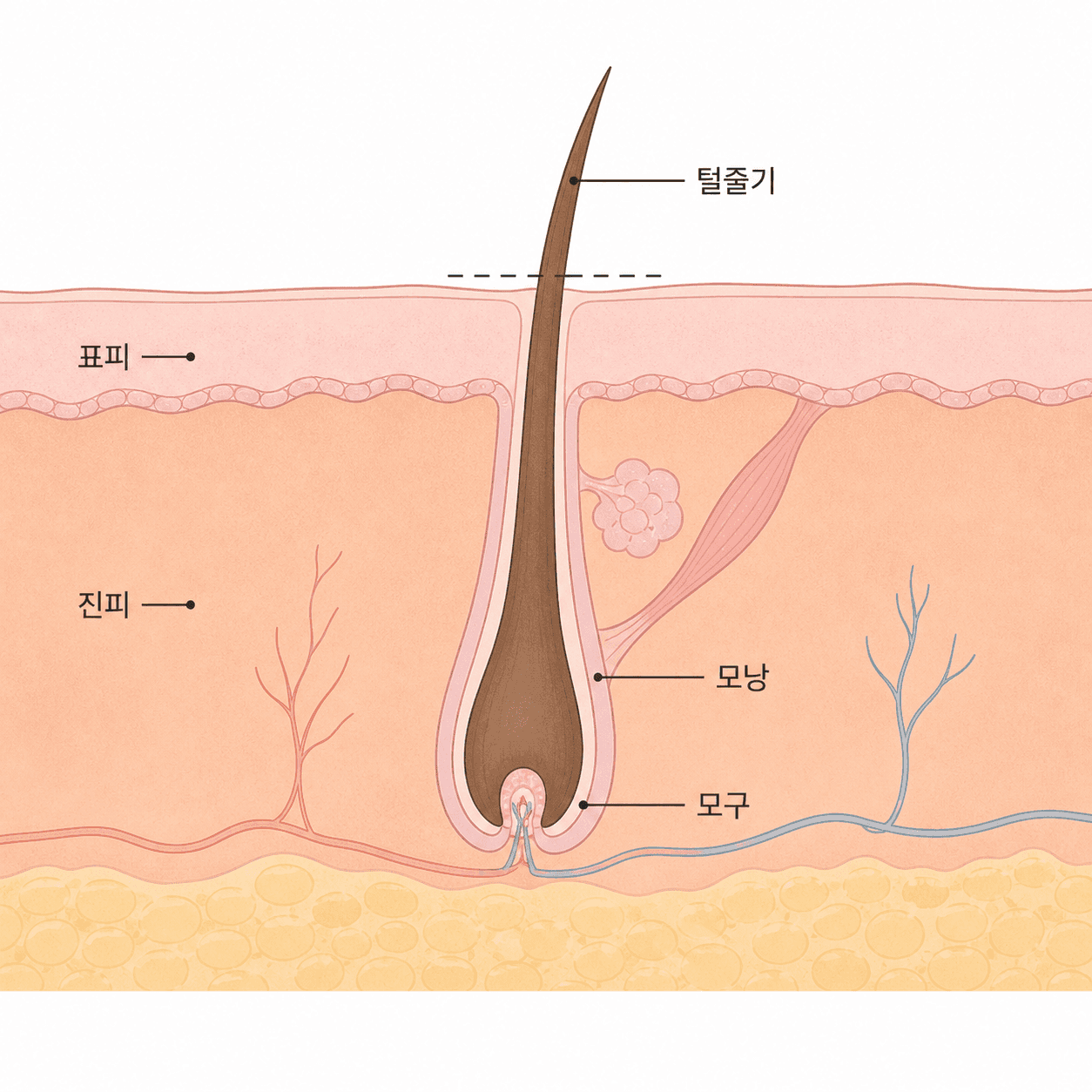 면도는 표면에서 자를 뿐 모낭 안쪽 뿌리는 남겨 둬요