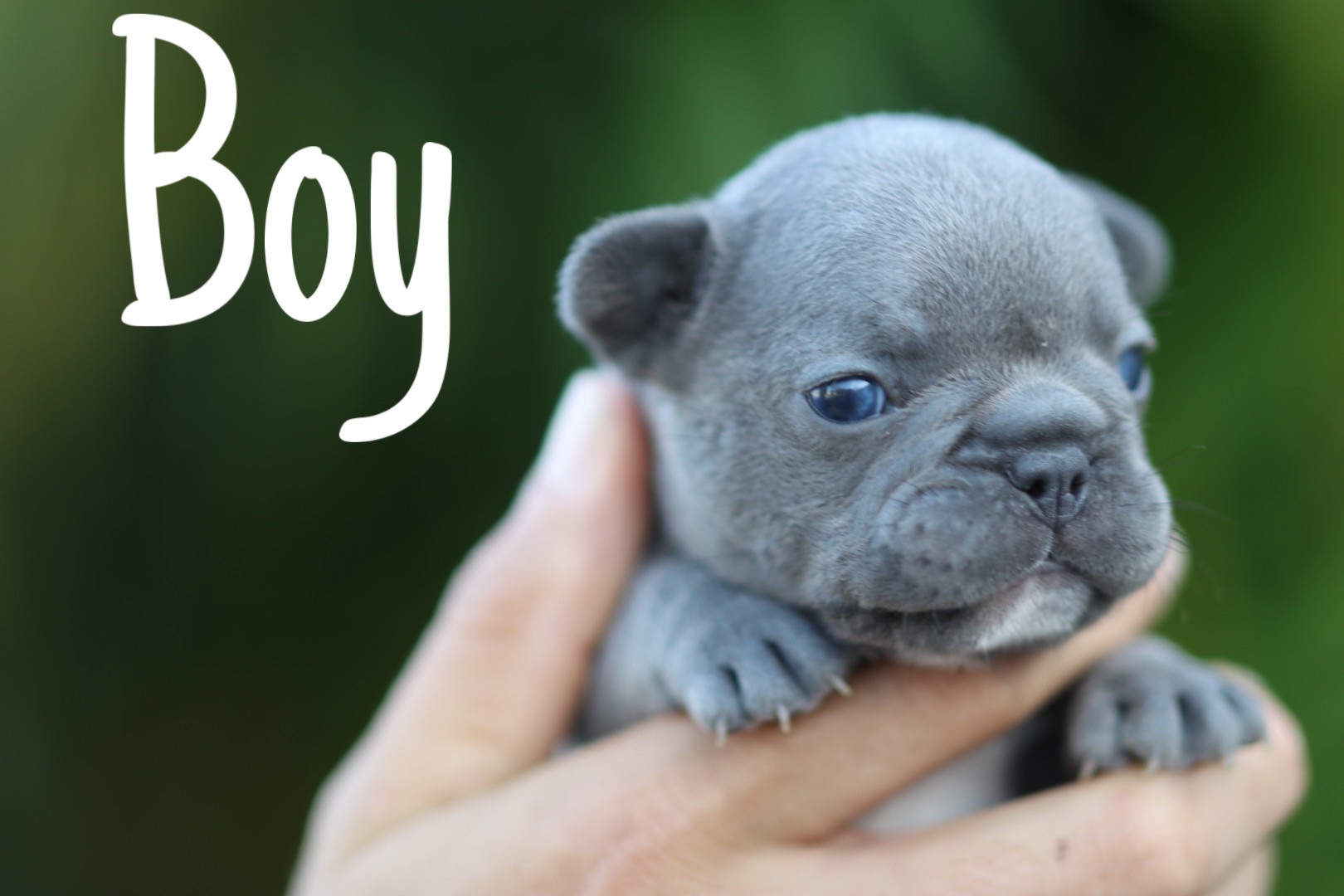 Lilac French Bulldog Puppy from Clearwater French Bulldogs