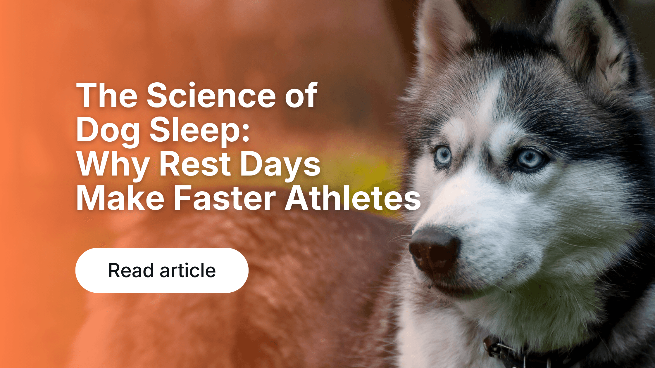 Dog Activity Tracking: Why Data Improves Health & Fitness