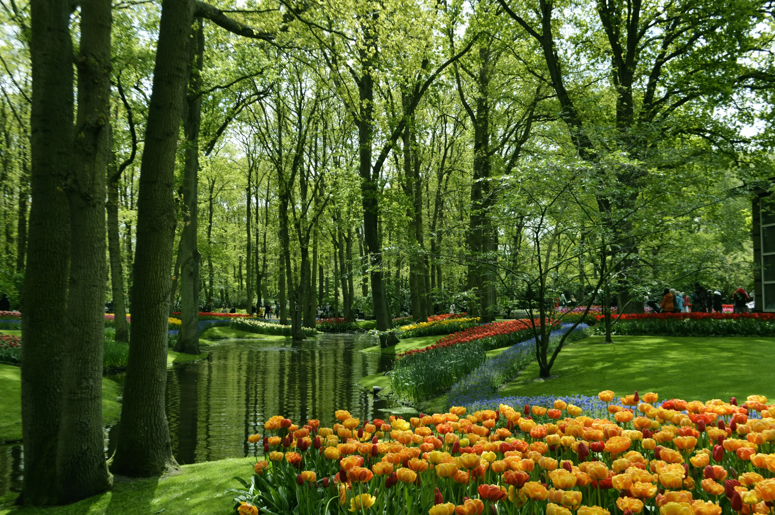 A large garden, featuring a pond teeming with tulips and trees.