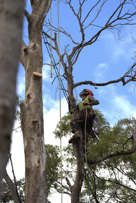 Arborist dismantling a dead tree with bare branches