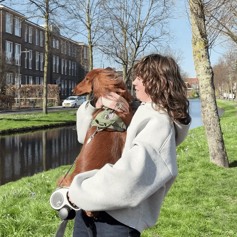 What do you need to become a pet sitter?