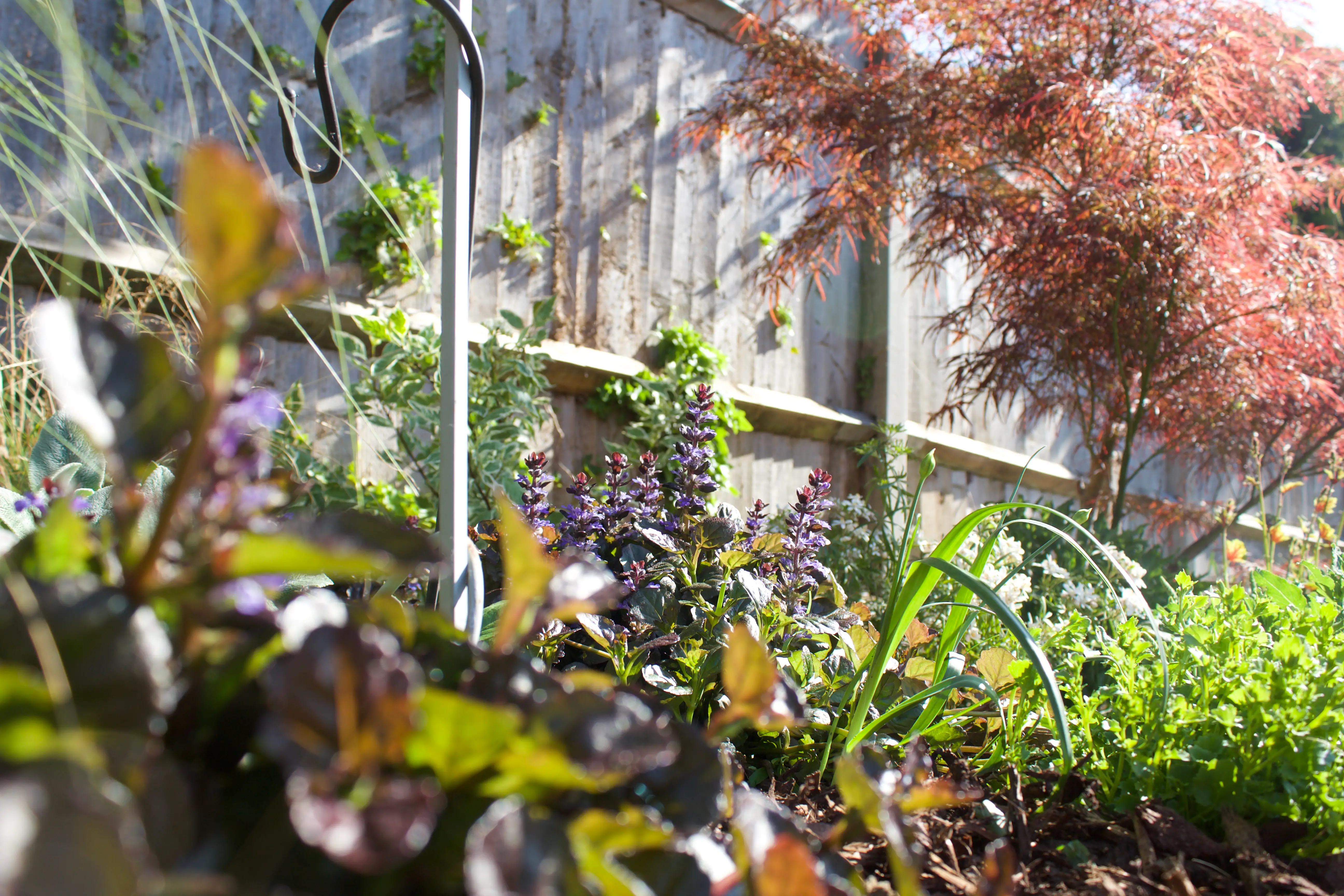 A vibrant garden filled with various plants and flowers, showcasing lush greenery and colorful foliage.