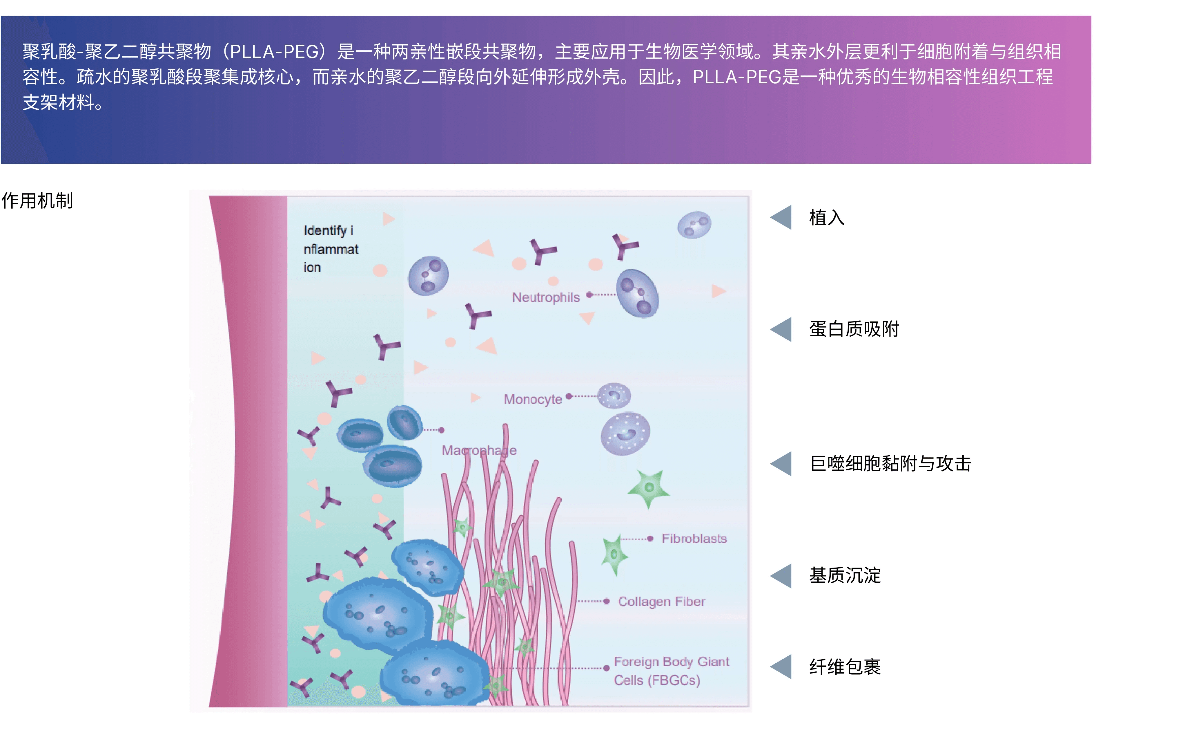 Mechanism of action Aowita Biotech
