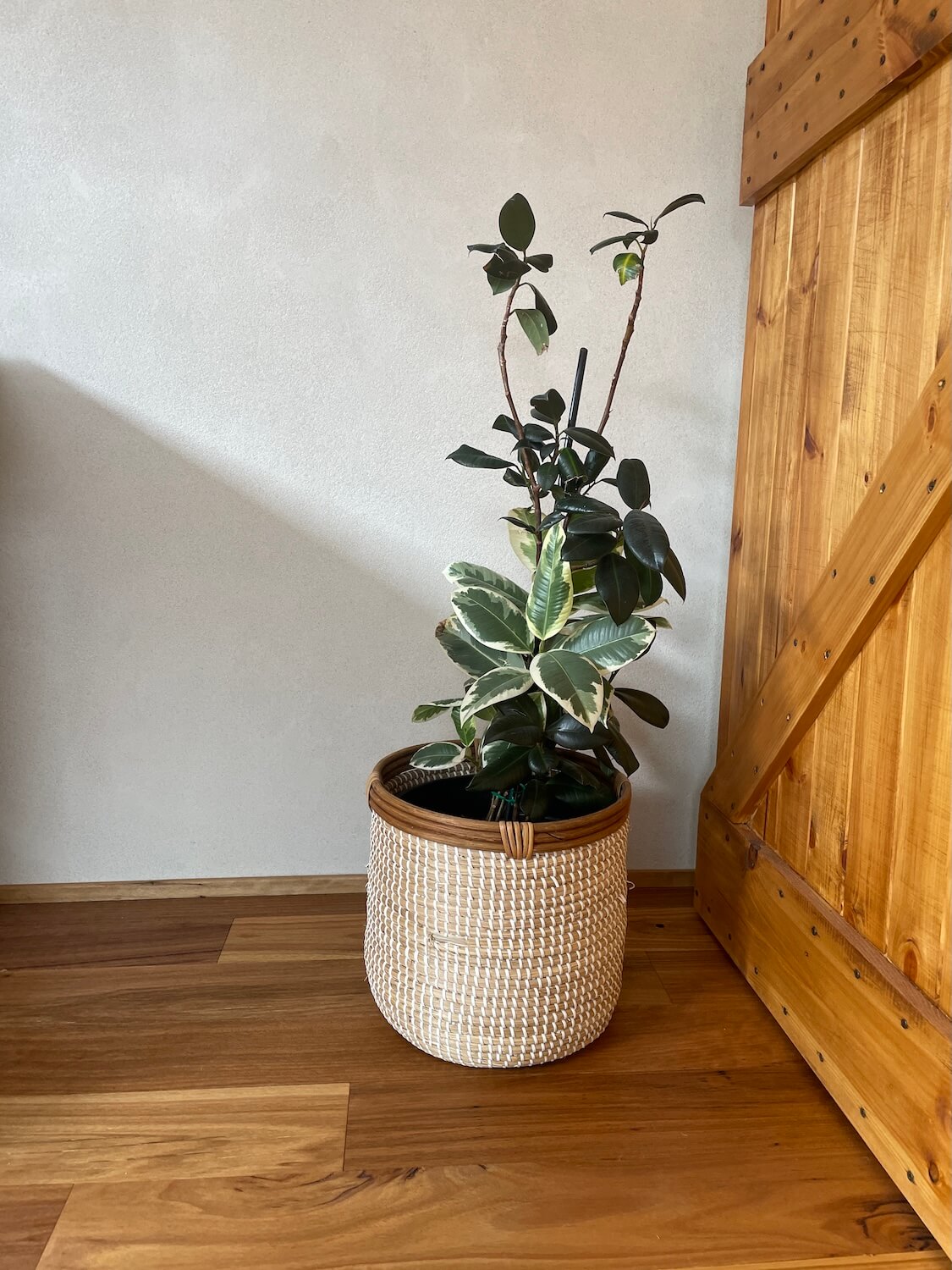 beautiful lime rendered hemp block wall with a plant in front