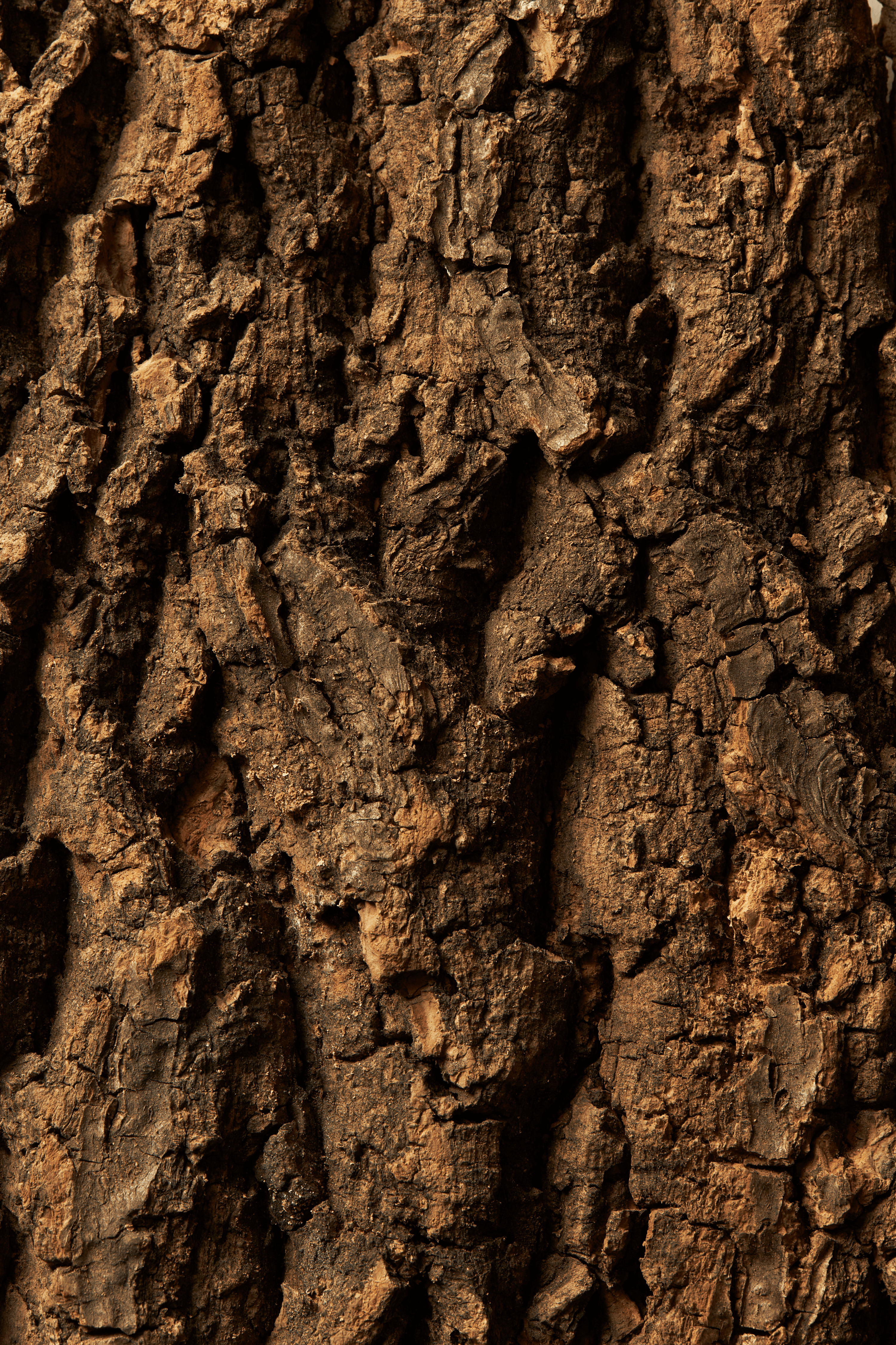 red rose on notebook near MacBook