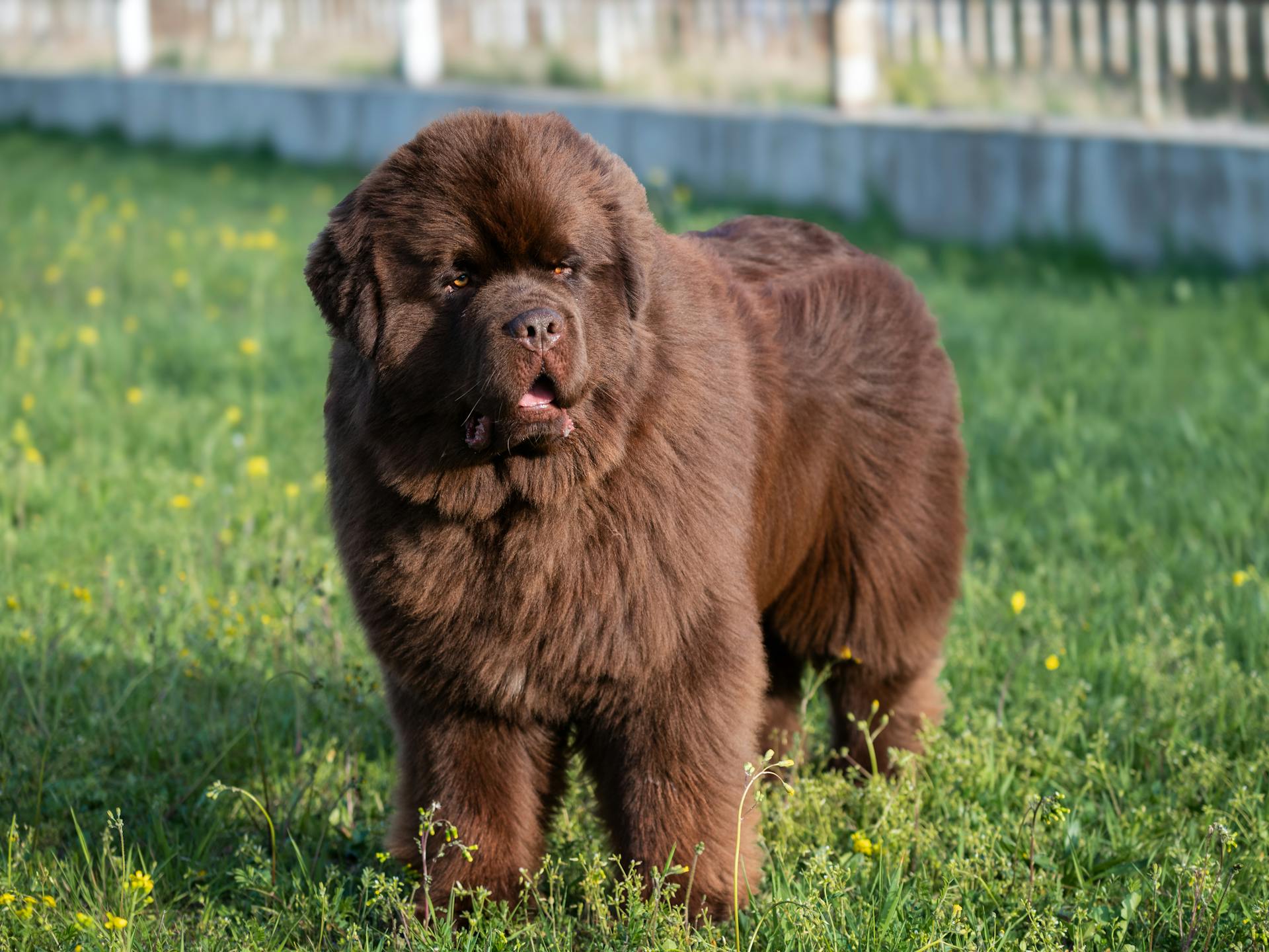 A brown Newfoundland is standing on the green grass inside a fenced compound.