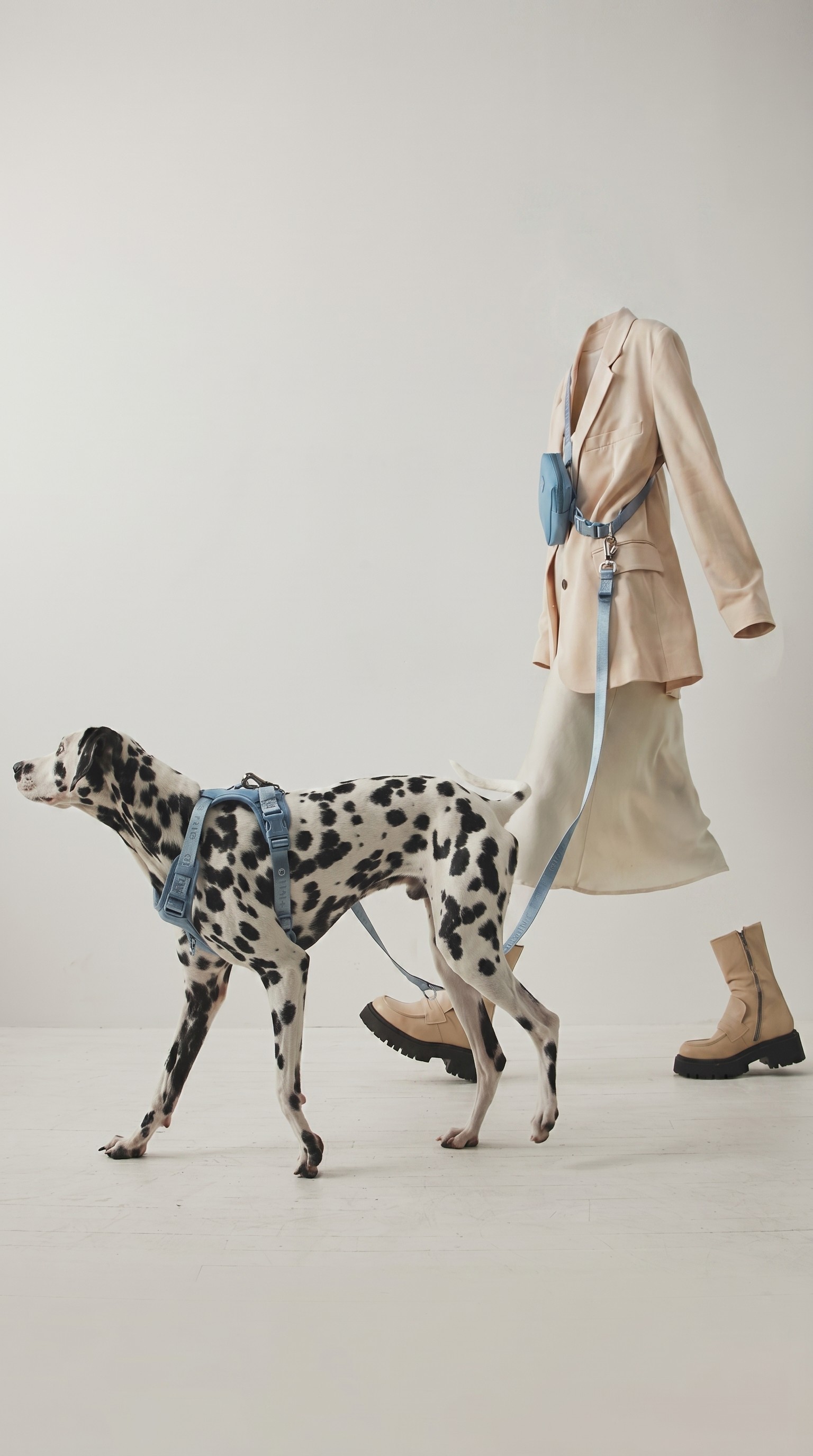 Dalmatian wearing a matching blue harness and leash beside a coordinated neutral fashion outfit in a studio setting.