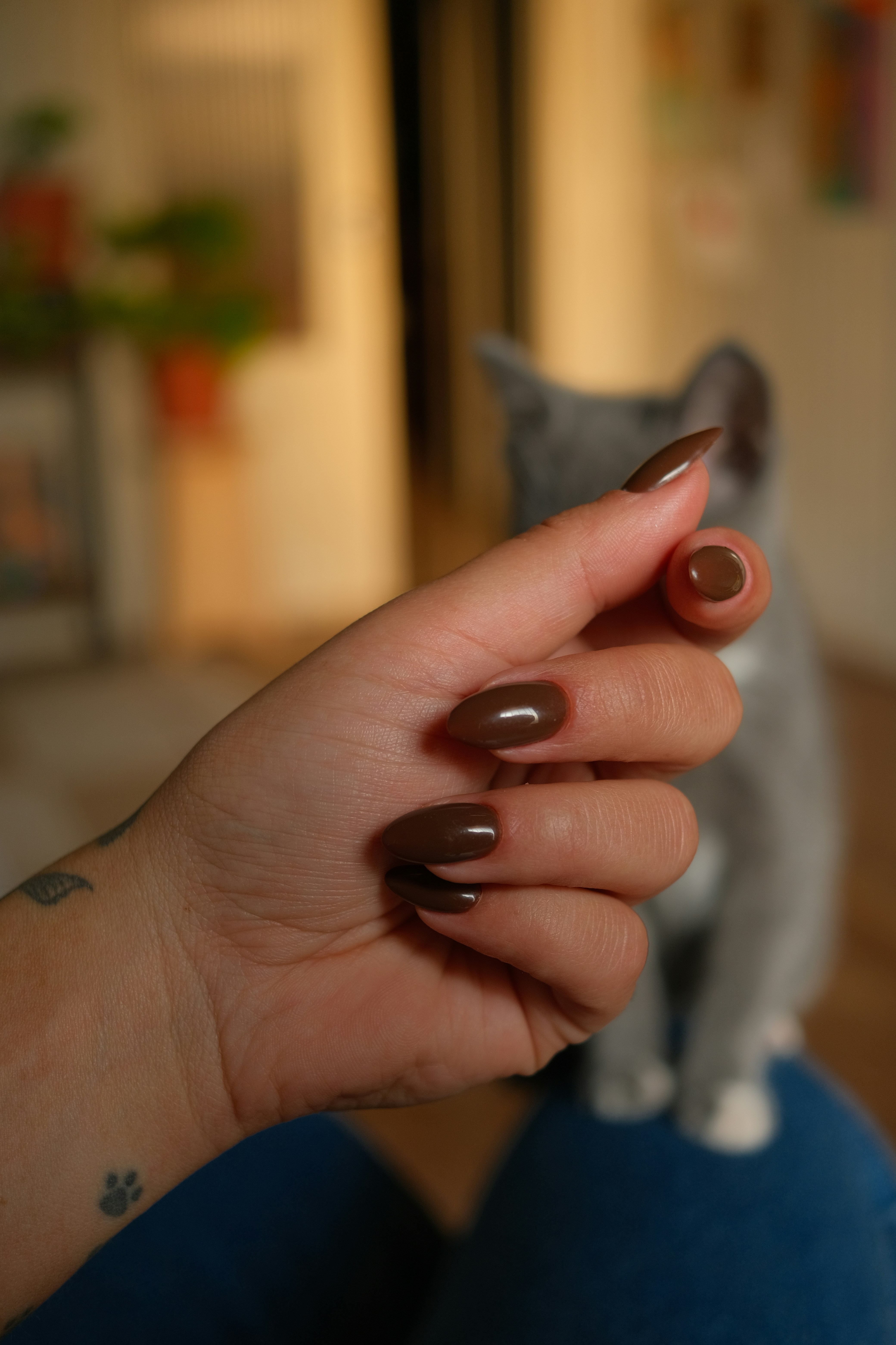 A hand with brown nails and a cute cat.
