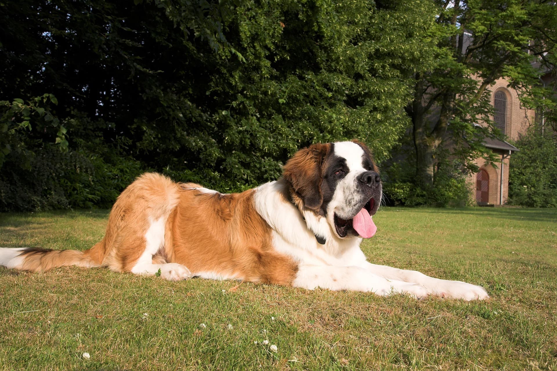 A Saint Bernard is lying down on the grass while sticking its tongue out.