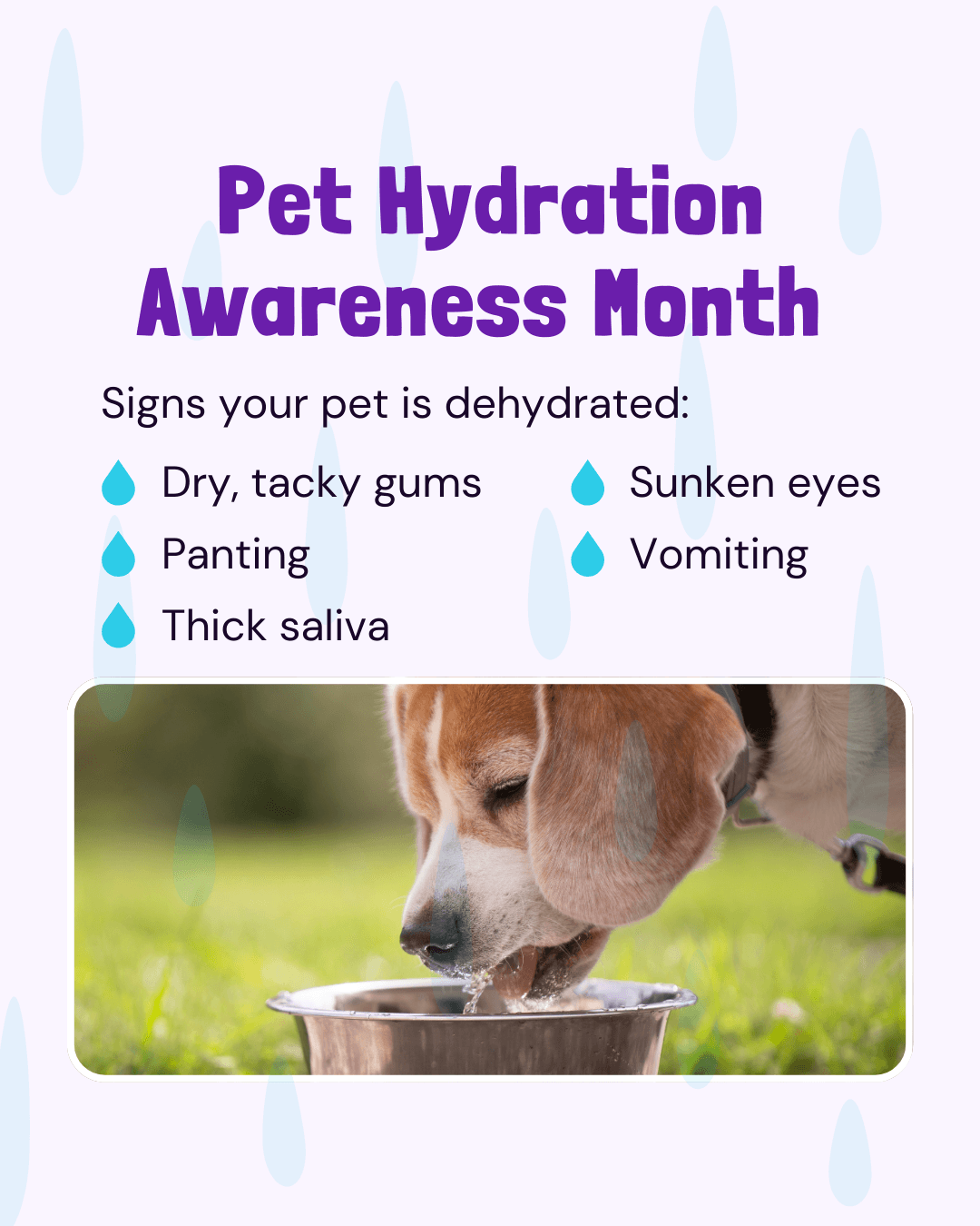 Pet Hydration Awareness Month
