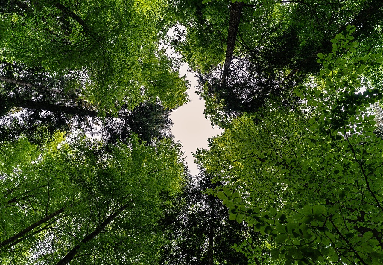 low angle photography of green trees