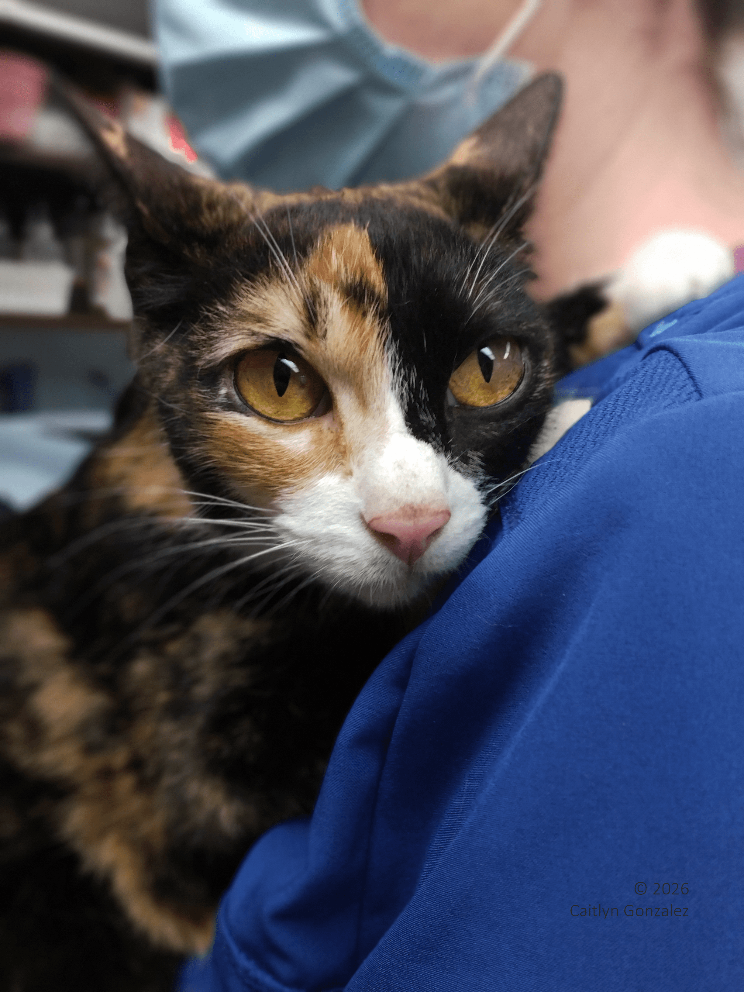 A bright-eyed calico cat being held by someone in blue scrubs