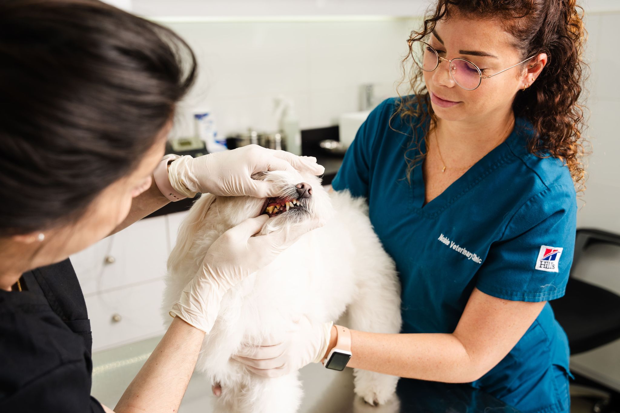 Two veterinarians are holding a white dog and checking it's mouth to diagnose the cause of its bad breath.