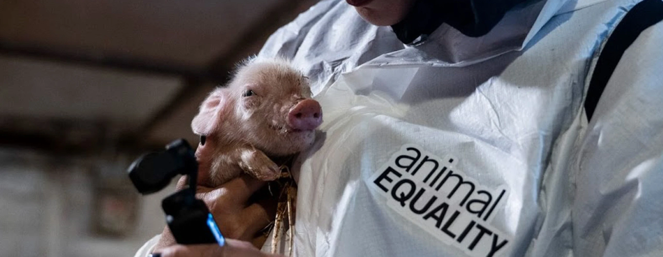 vegetables and fruits