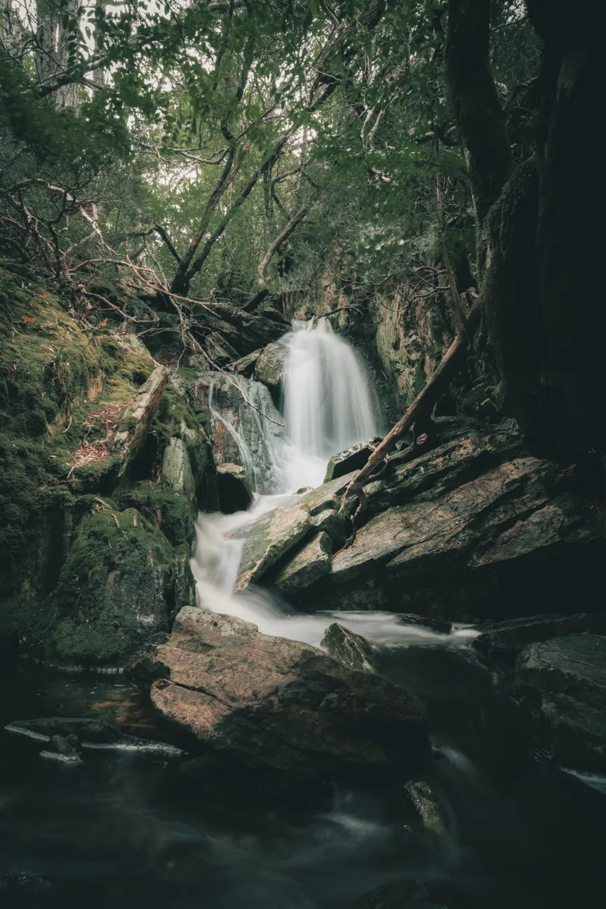 Tasmanian Torrent
