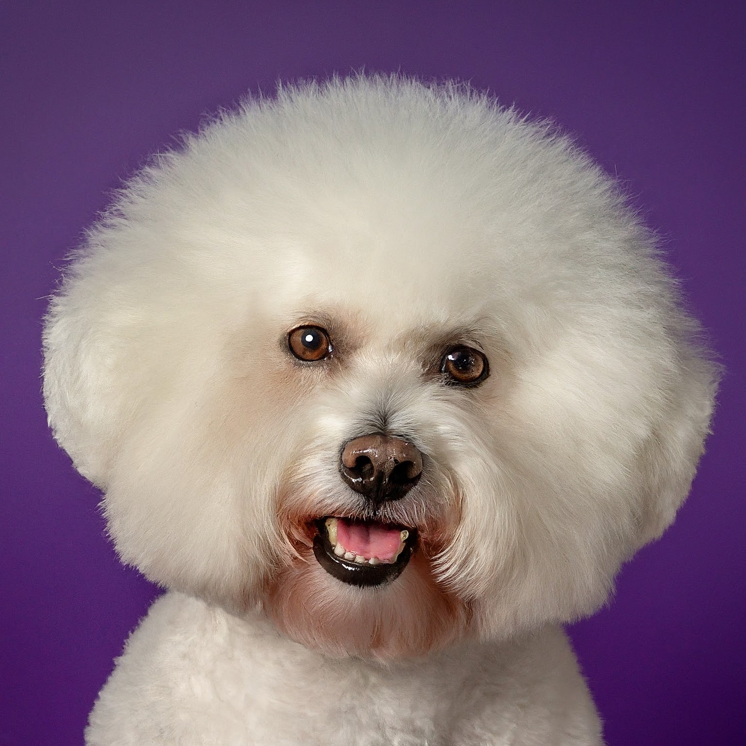 BUDDYUNO, Bichon Frise