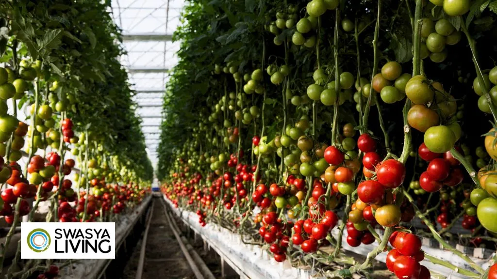 Modern Farming Methods of Agriculture;