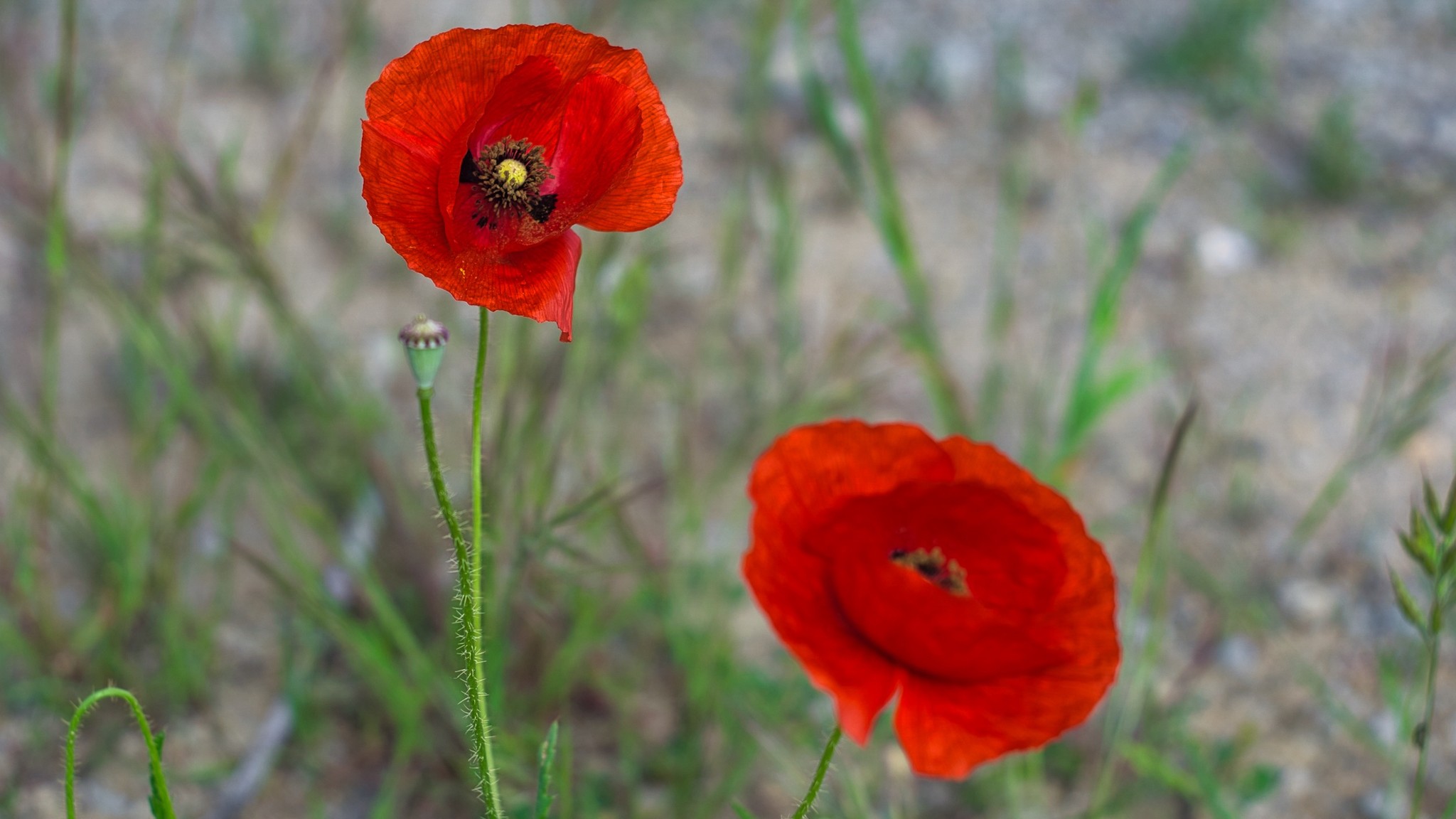 zwei Mohnblumen