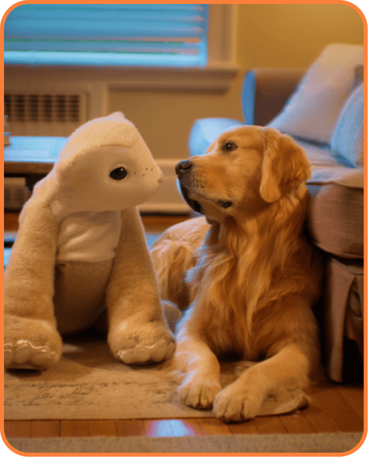 A familiar and a golden retriever looking at each other