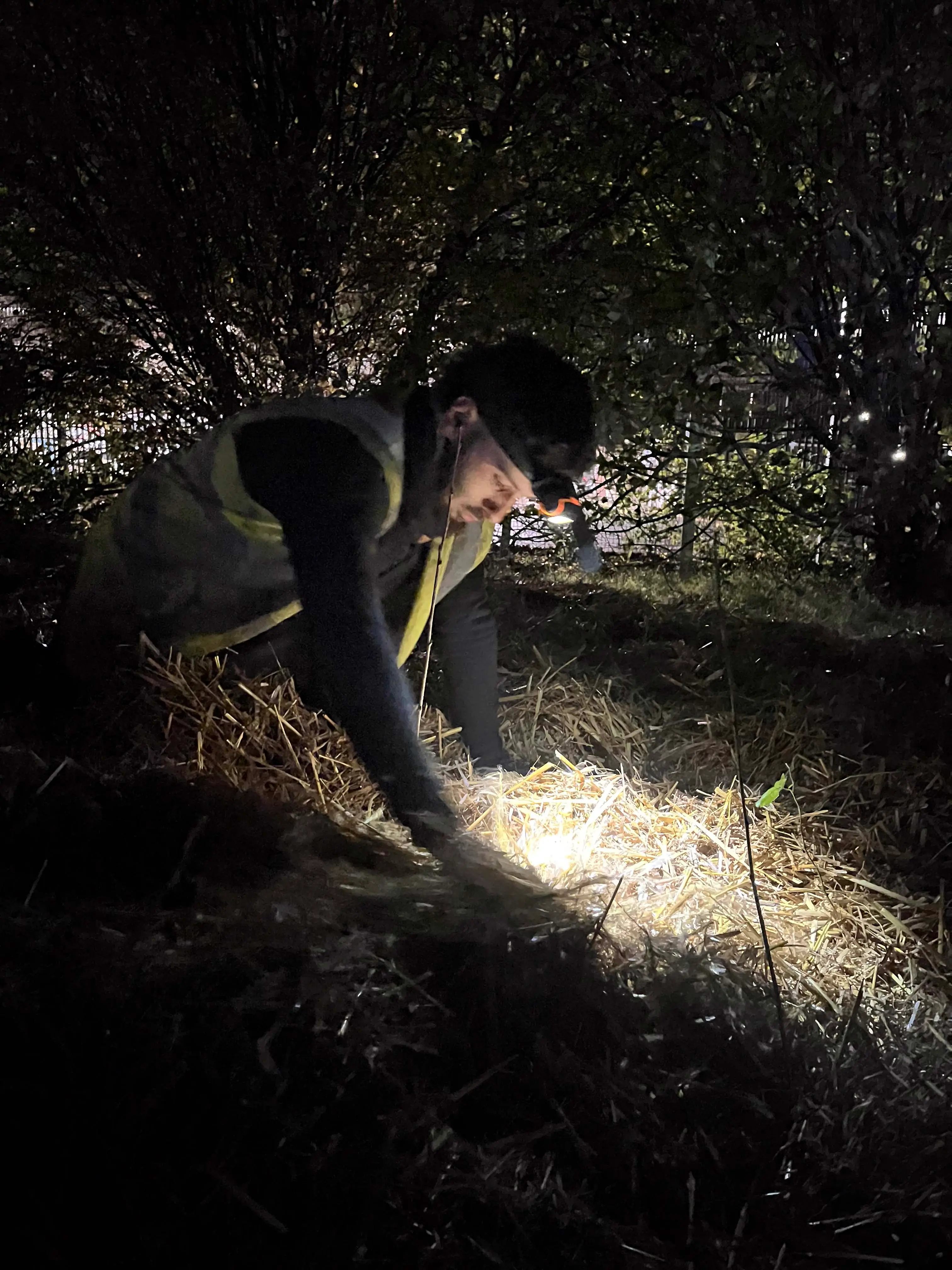 A dog is walking on a dimly lit path, surrounded by trees and natural foliage at night.