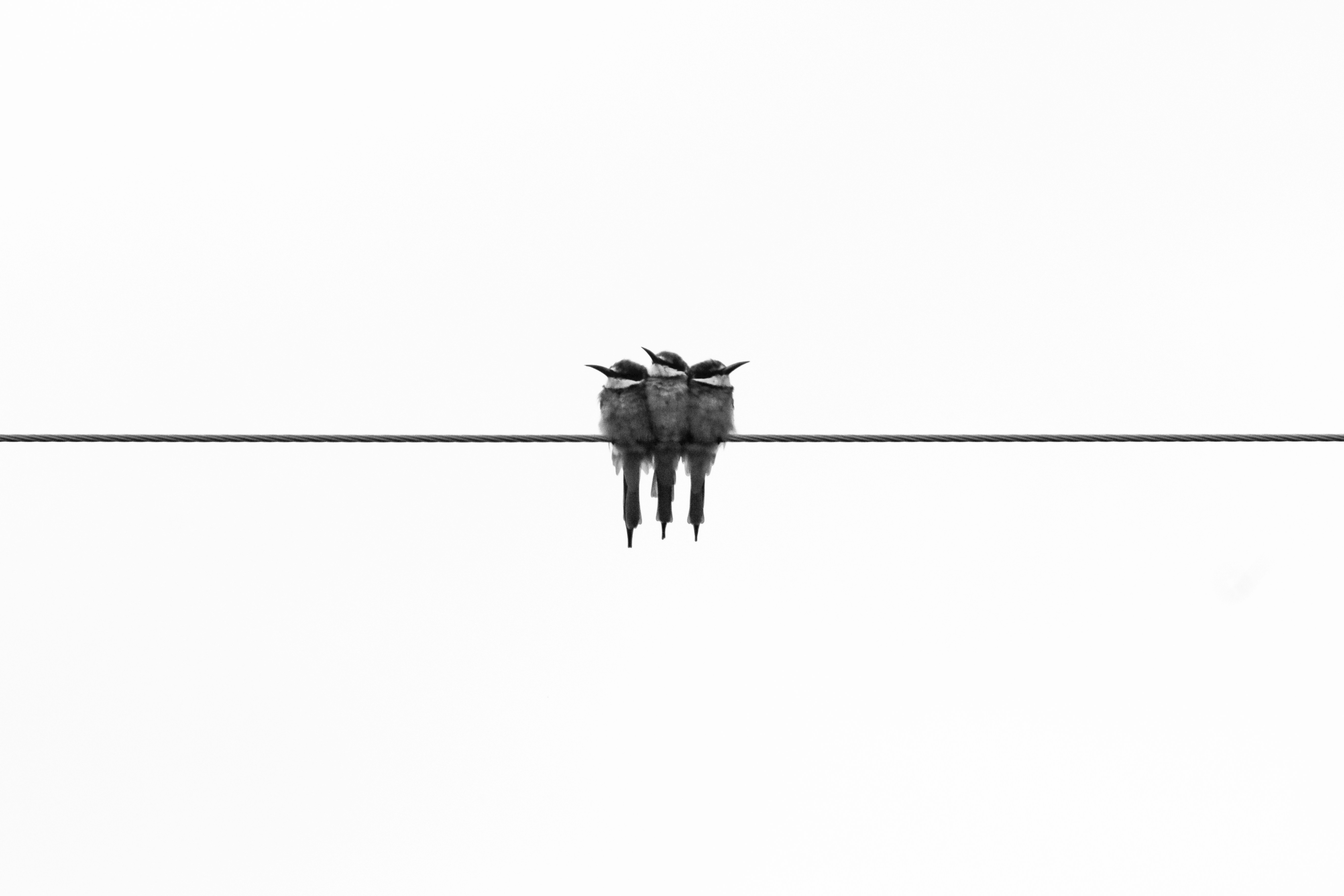 three gray kingfisher birds