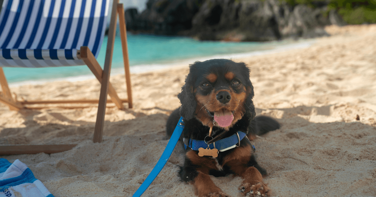 Peru in Bermuda Beach.png