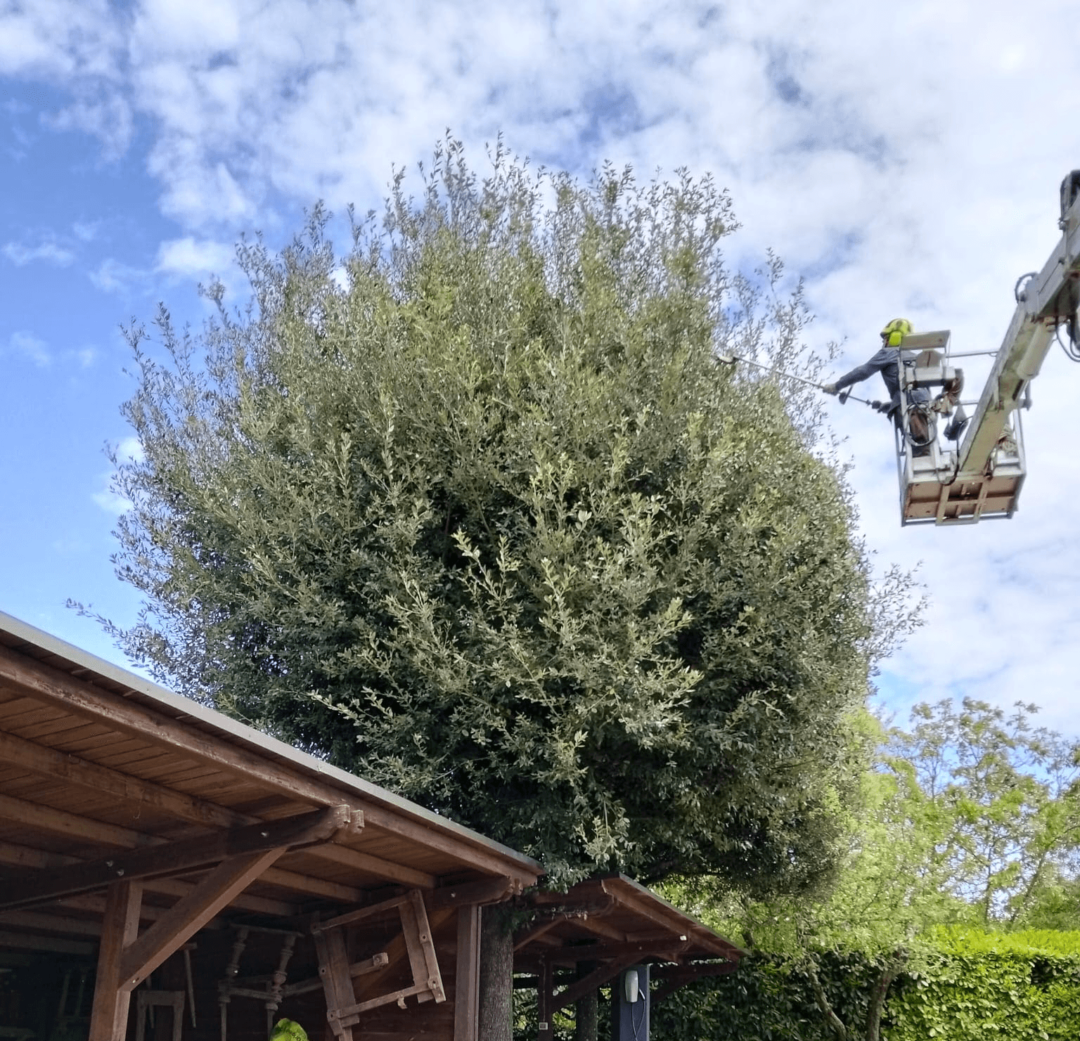 potatura di albero eseguita con cestello e potatore prolungato in giardino viterbo