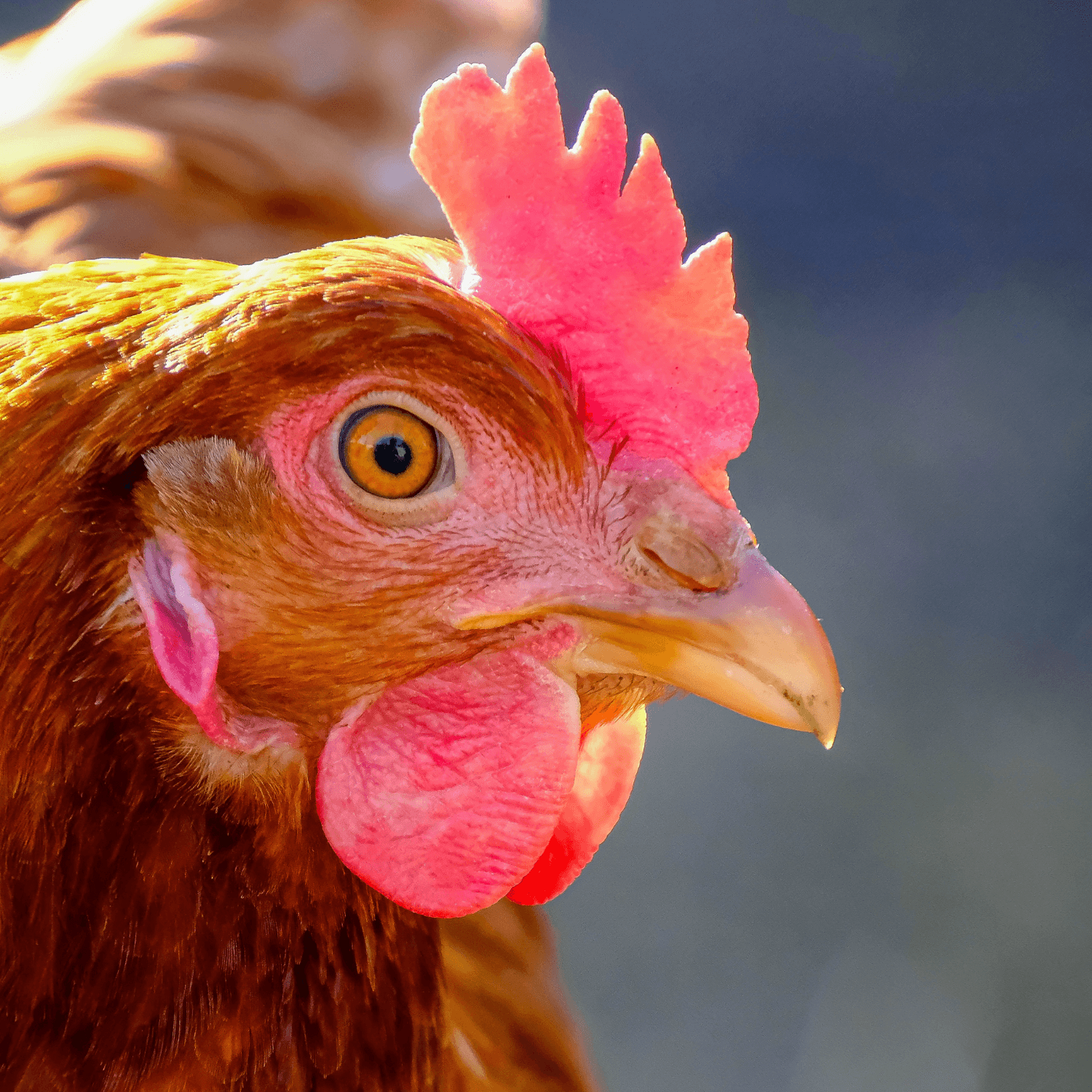 poultry