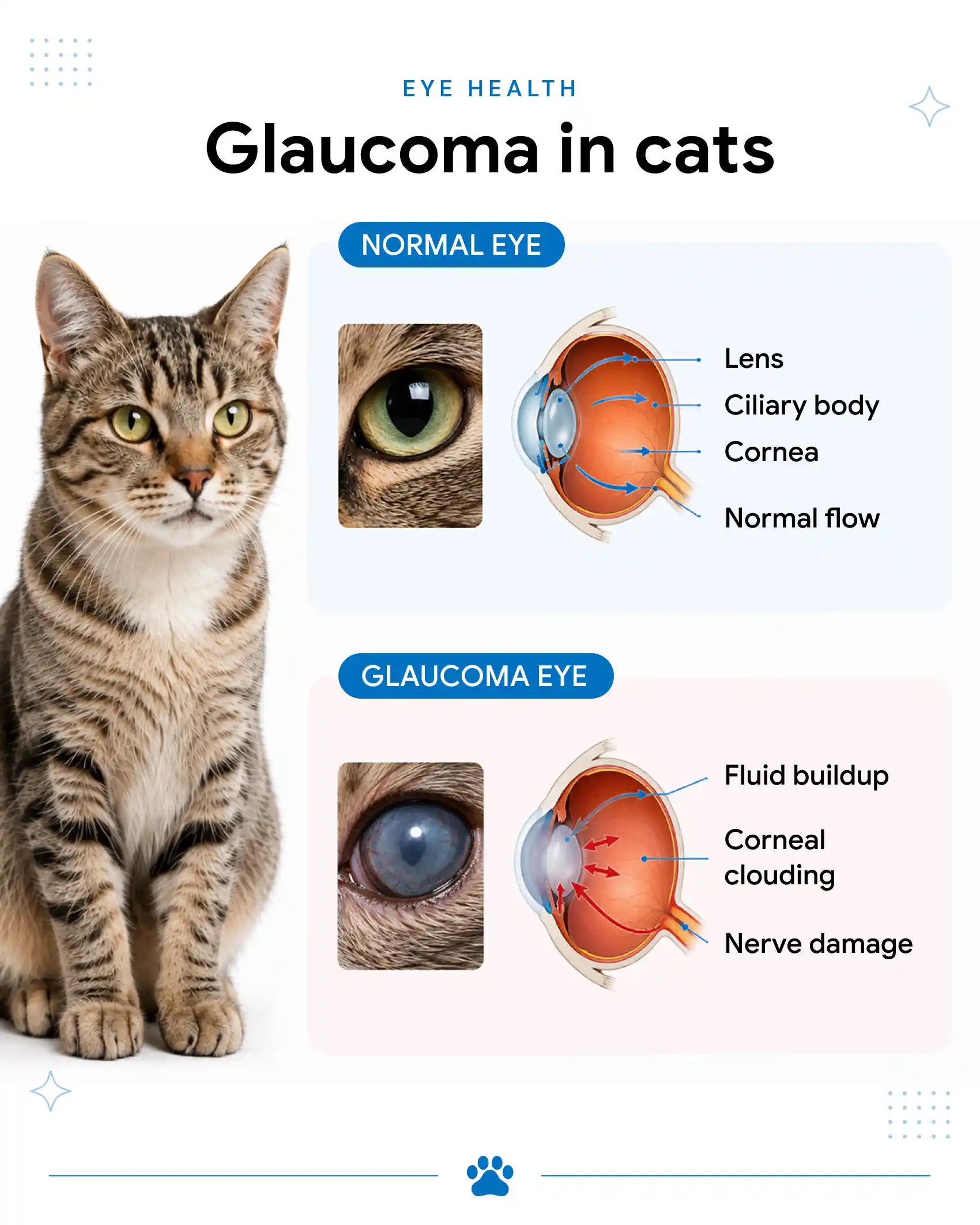 An infographic showing the difference between a normal eye and an eye with glaucoma in cats.