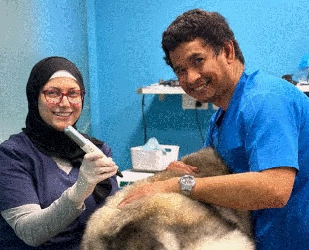 A Husky undergoing a skin tag removal procedure at Star Veterinary Clinic. 