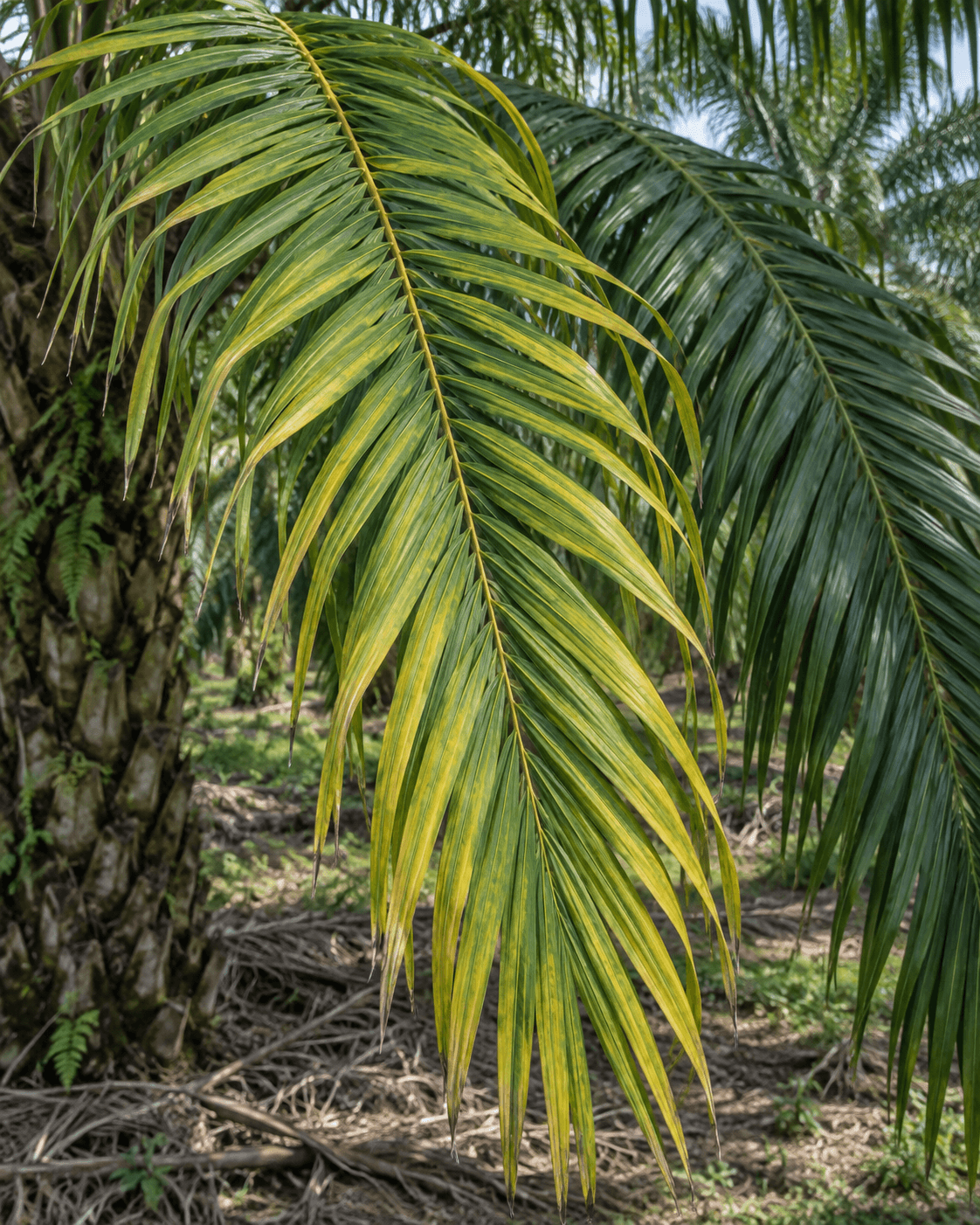 Oil-palm frond showing uneven yellow-green foliage in the field