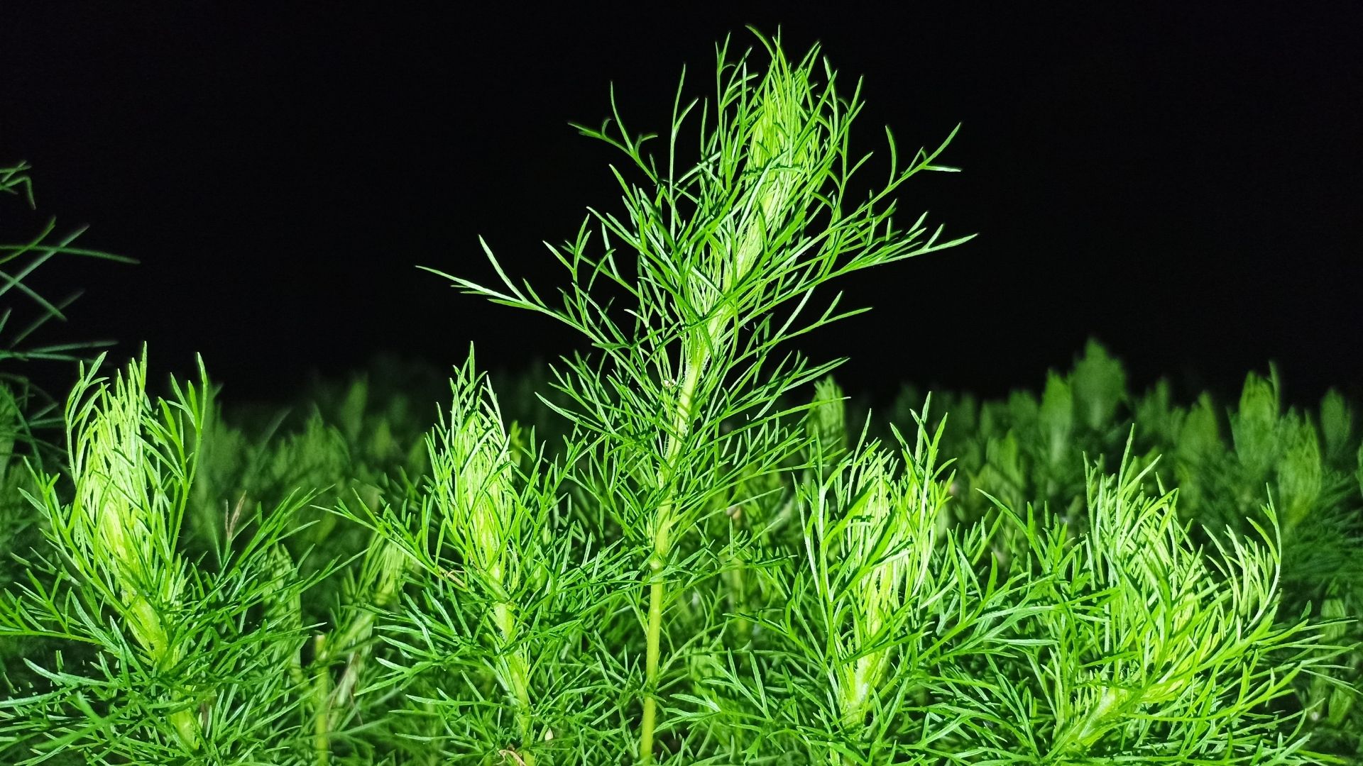 Dill (Anethum graveolens)