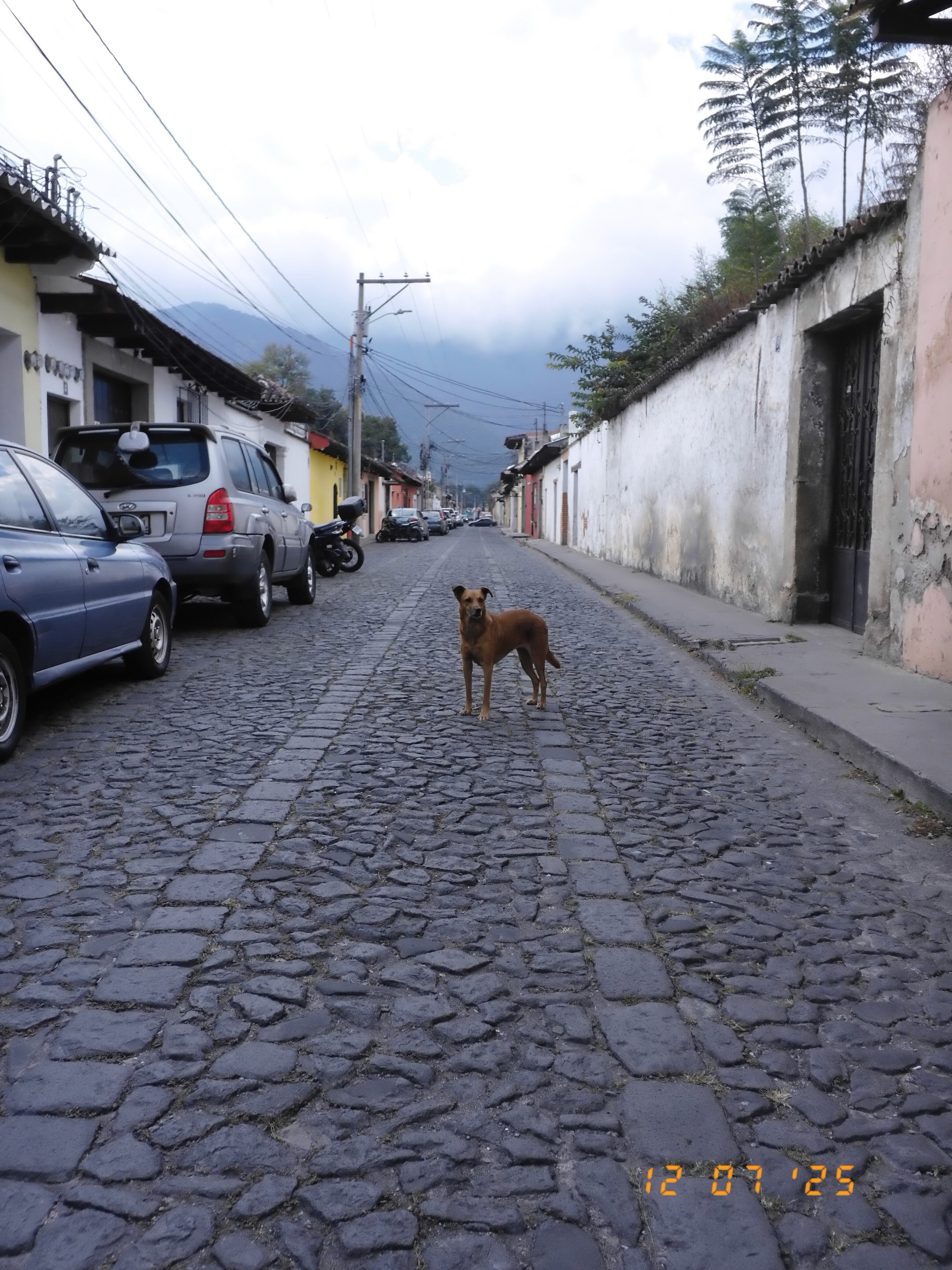 Street Dog