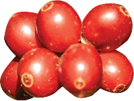 Cluster of red coffee cherries — the upcycled fruit powering Cascara Cabinet’s antioxidant-rich soda.