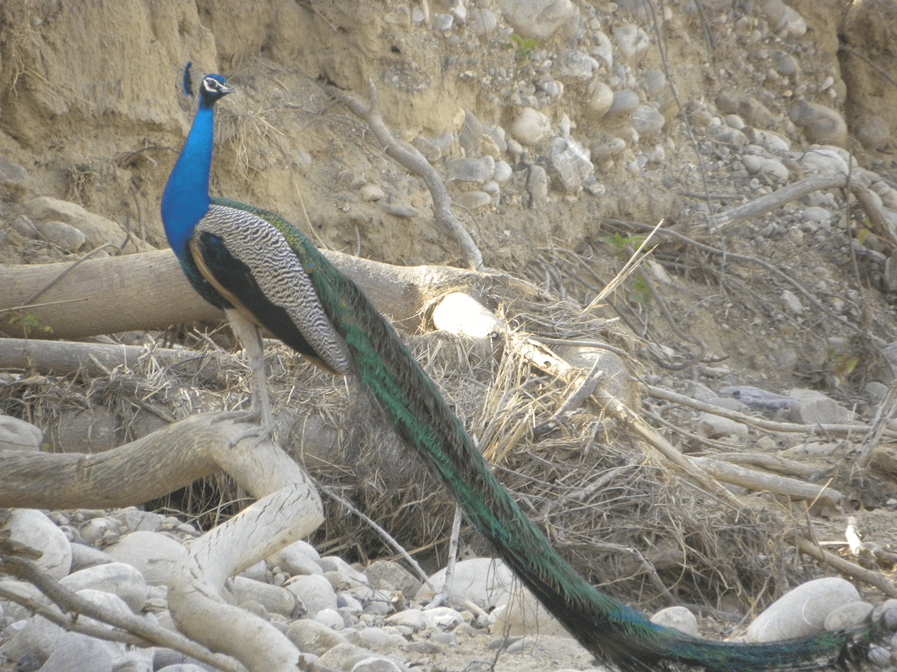 Peacock standing among rocks and fallen branches.