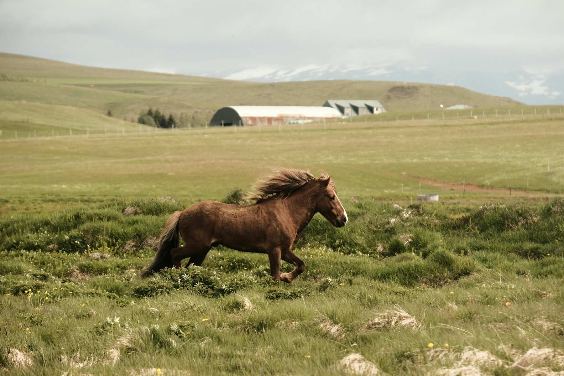 Brown horse running across grassy plain