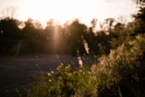 sunlight through trees representing calm and natural healing in Waco TX