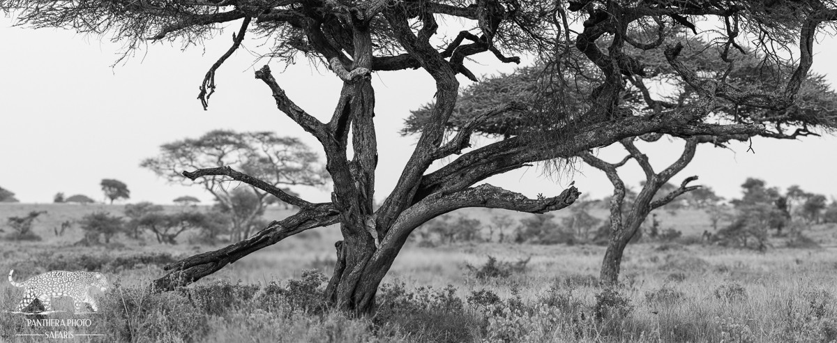 Central Serengeti 2023 Trip Report