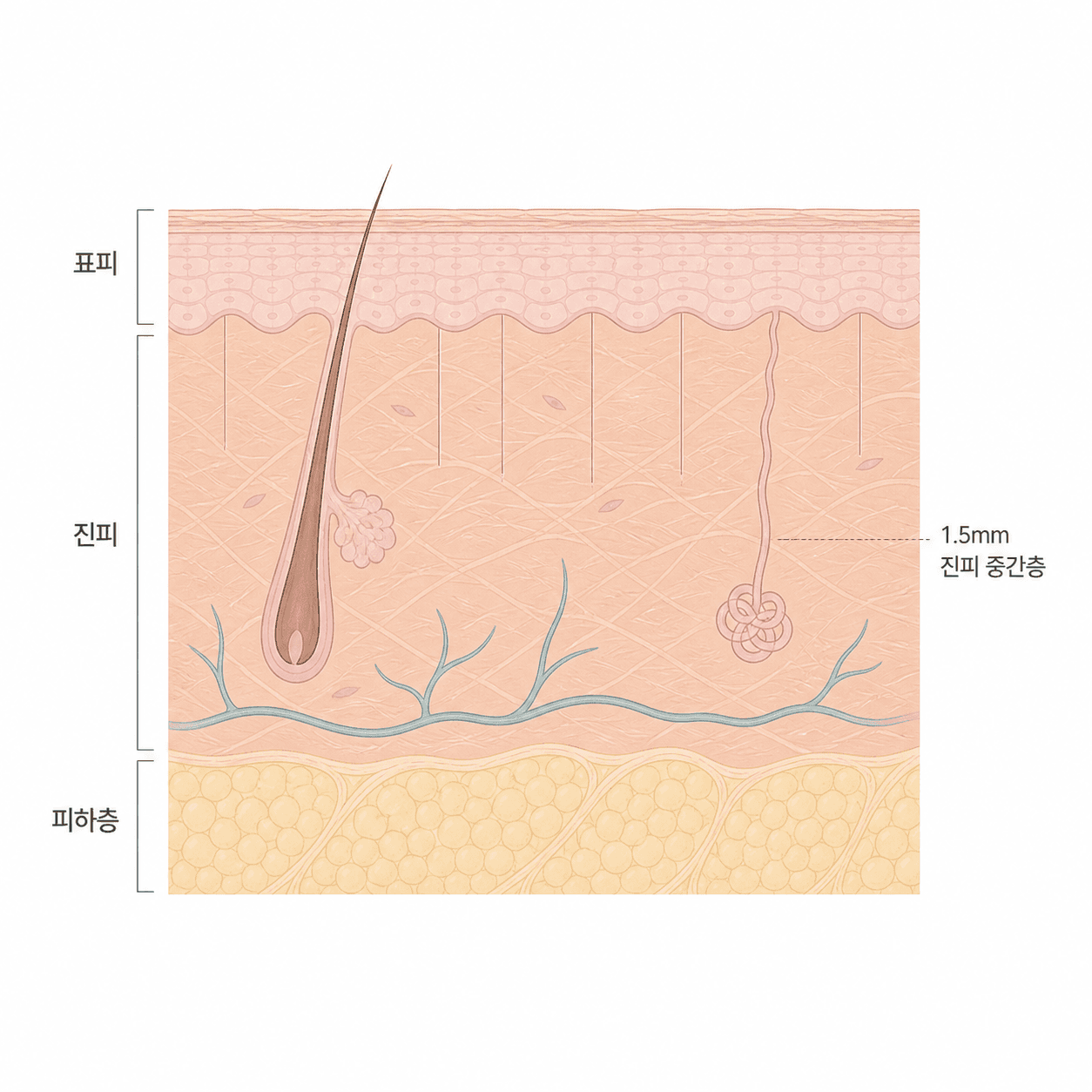 각질층과 진피 사이로 이어지는 미세한 통로