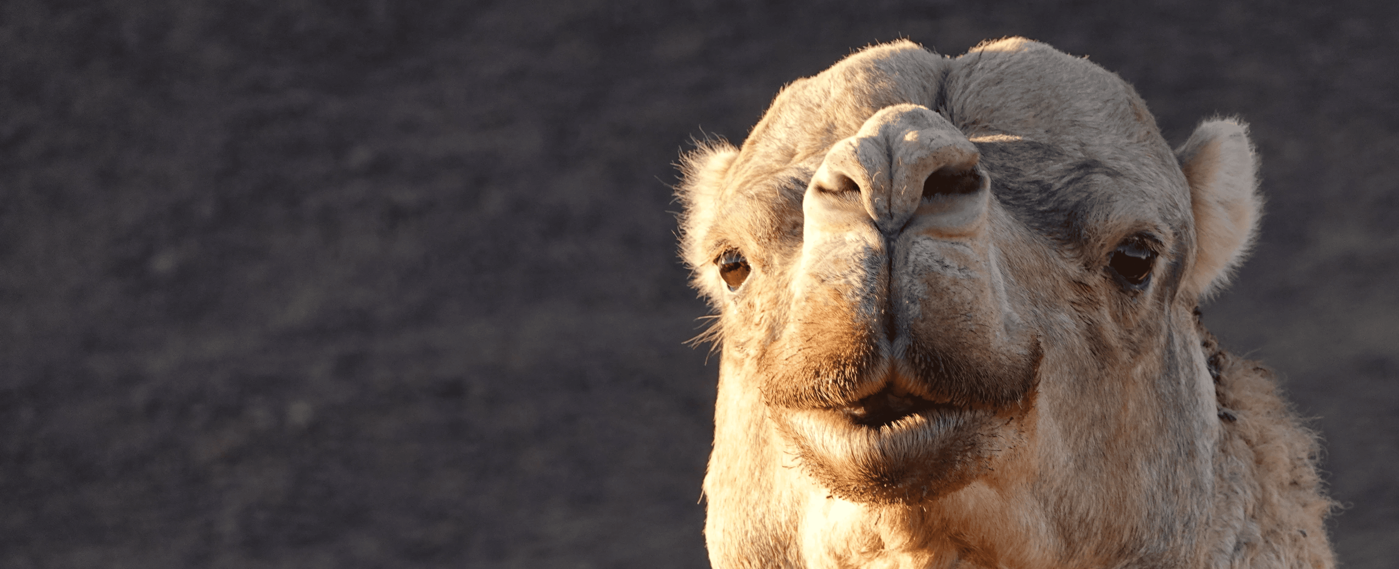 Zlose up image of Dromedon face