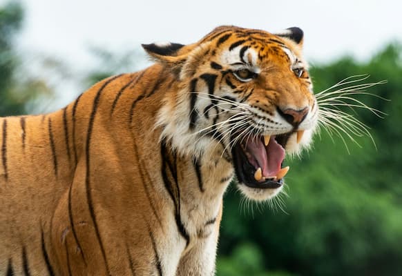 tigre en colère