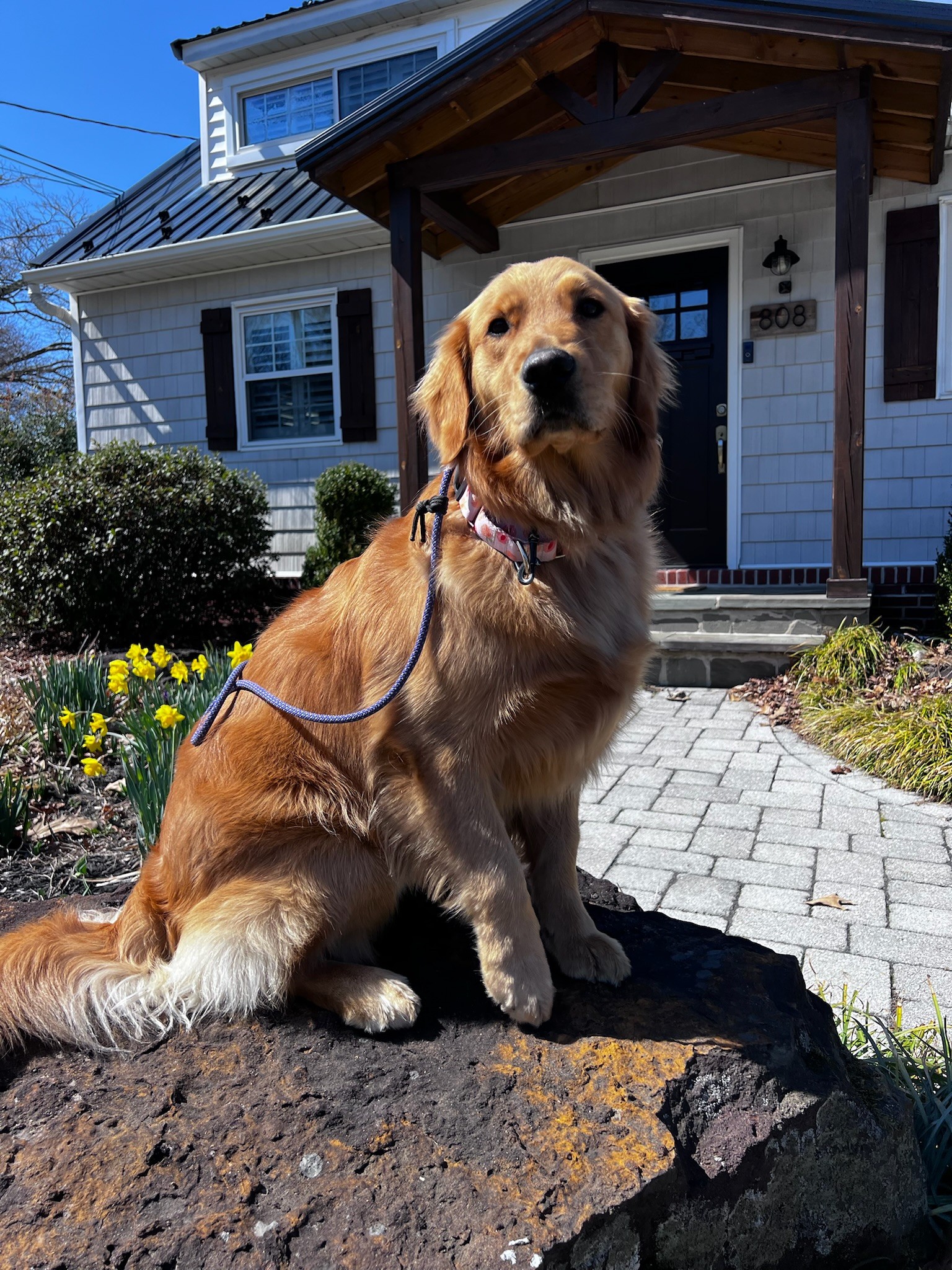 Golden retriever sitting on a rock in front of a modern Maryland home with yellow flowers