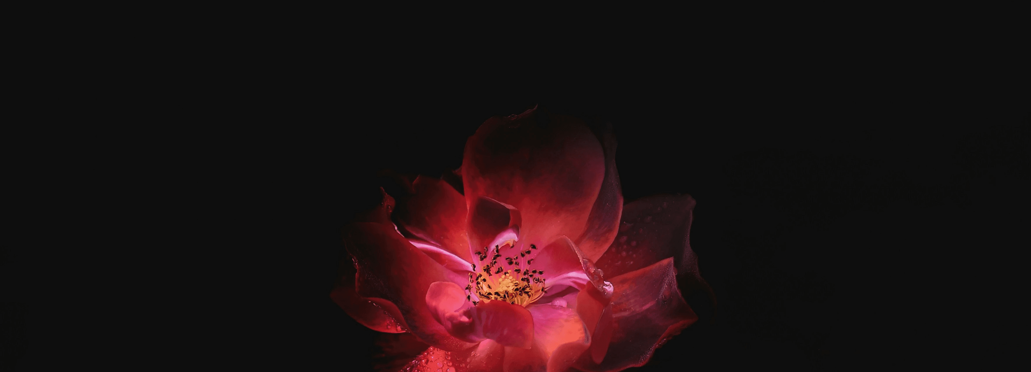 A rich red plant on a dark background.