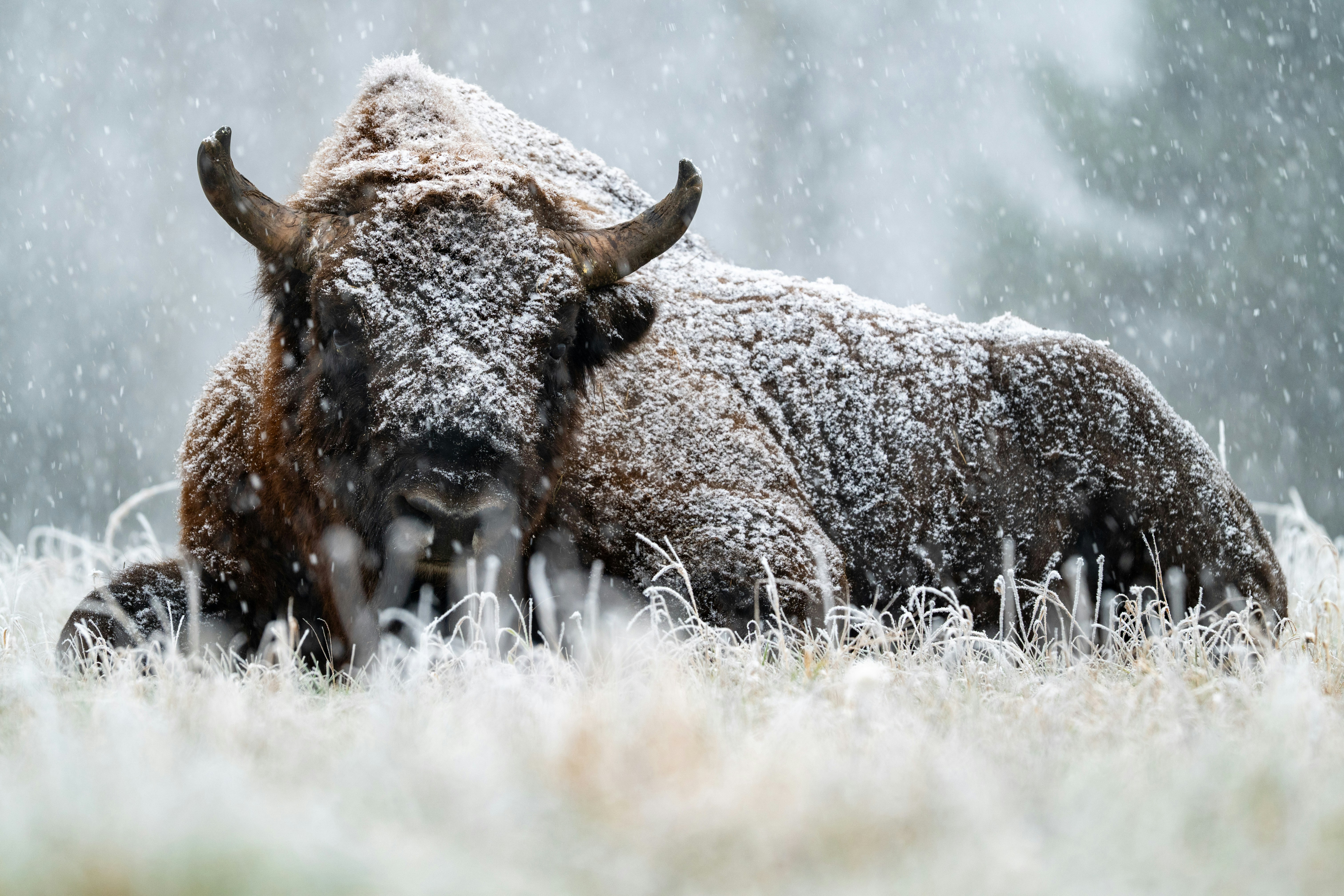 A bison covered in snow lies in a frosty field.